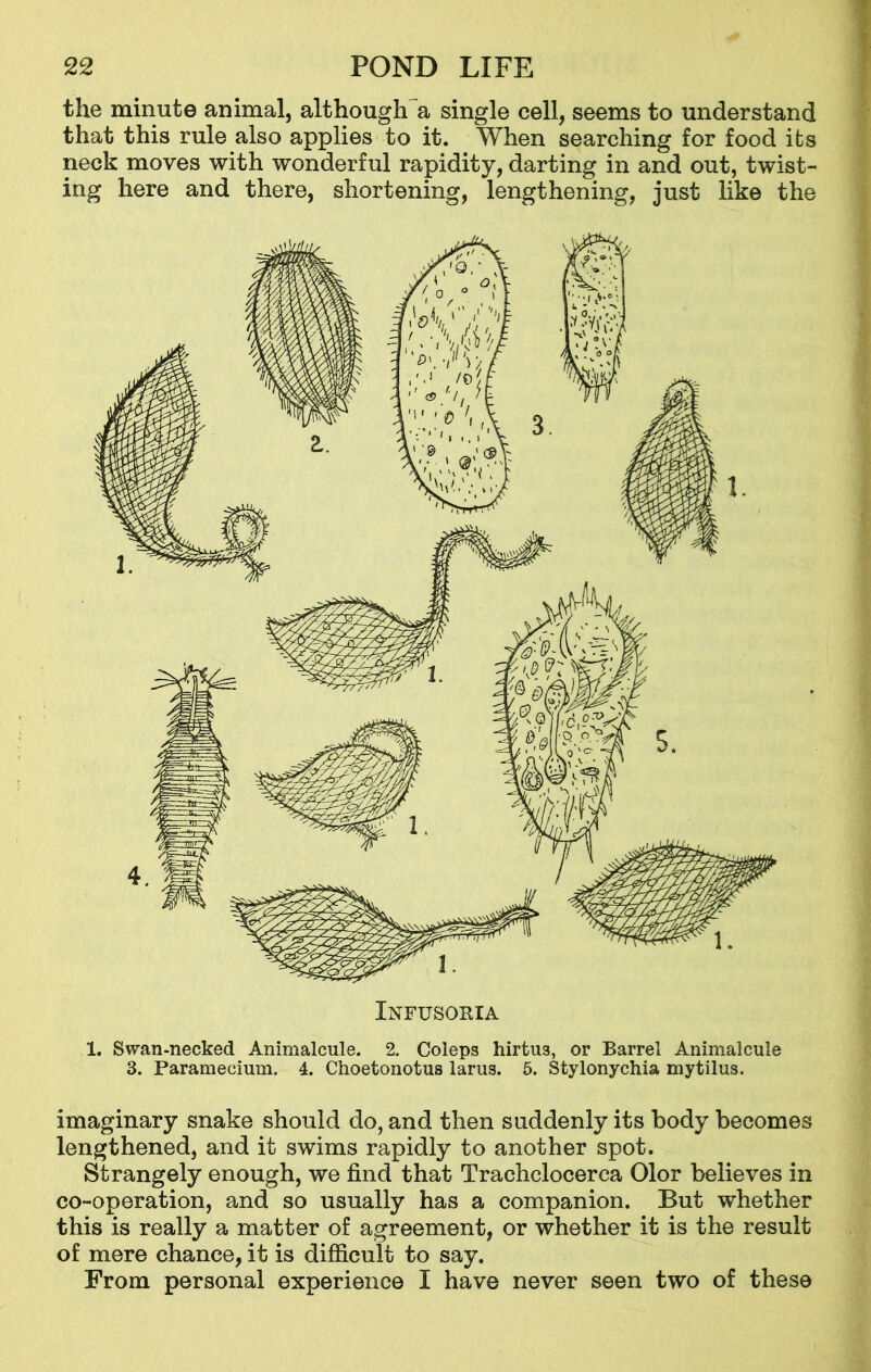 the minute animal, although a single cell, seems to understand that this rule also applies to it. When searching for food its neck moves with wonderful rapidity, darting in and out, twist- ing here and there, shortening, lengthening, just like the Infusoria 1. Swan-necked Animalcule. 2. Coleps hirtua, or Barrel Animalcule 3. Paramecium. 4. Choetonotus larus. 5. Stylonychia mytilus. imaginary snake should do, and then suddenly its body becomes lengthened, and it swims rapidly to another spot. Strangely enough, we find that Trachclocerca Olor believes in co-operation, and so usually has a companion. But whether this is really a matter of agreement, or whether it is the result of mere chance, it is difficult to say. From personal experience I have never seen two of these