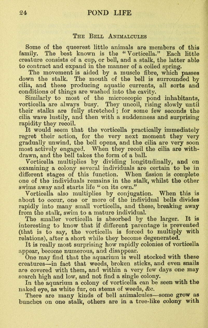 The Bell Animalcules Some of the queerest little animals are members of this family. The best known is the “ Vorticella.” Each little creature consists of a cup, or bell, and a stalk, the latter able to contract and expand in the manner of a coiled spring. The movement is aided by a muscle fibre, which passes down the stalk. The mouth of the bell is surrounded by cilia, and these producing aquatic currents, all sorts and conditions of things are washed into the cavity. Similarly to most of the microscopic pond inhabitants, vorticella are always busy. They uncoil, rising slowly until their stalks are fully stretched ; for some few seconds the cilia wave lustily, and then with a suddenness and surprising rapidity they recoil. It would seem that the vorticella practically immediately regret their action, for the very next moment they very gradually unwind, the bell opens, and the cilia are very soon most actively engaged. When they recoil the cilia are with- drawn, and the bell takes the form of a ball. Vorticella multiplies by dividing longitudinally, and on examining a colony several individuals are certain to be in different stages of this function. When fission is complete one of the individuals remains in the stalk, whilst the other swims away and starts life “ on its own.” Vorticella also multiplies by conjugation. When this is about to occur, one or more of the individual bells divides rapidly into many small vorticella, and these, breaking away from the stalk, swim to a mature individual. The smaller vorticella is absorbed by the larger. It is interesting to know that if different parentage is prevented (that is to say, the vorticella is forced to multiply with relations), after a short while they become degenerated. It is really most surprising how rapidly colonies of vorticella appear, become numerous, and disappear. One may find that the aquarium is well stocked with these creatures—in fact that weeds, broken sticks, and even snails are covered with them, and within a very few days one may search high and low, and not find a single colony. In the aquarium a colony of vorticella can be seen with the naked eye, as white fur, on stems of weeds, &c. There are many kinds of bell animalcules—some grow as bunches on one stalk, others are in a tree-like colony with