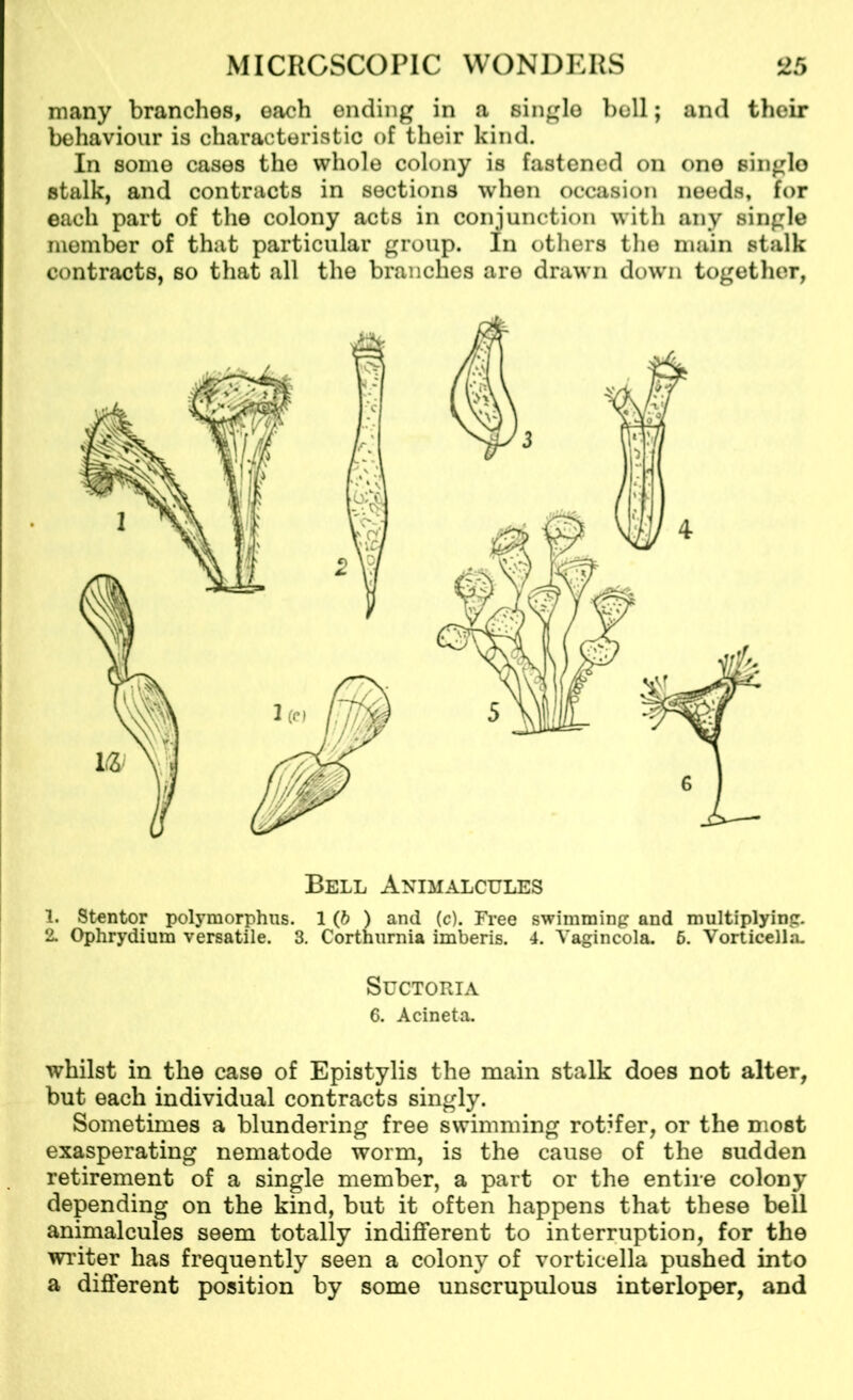 many branches, each ending in a single boll; and their behaviour is characteristic of their kind. In some cases the whole colony is fastened on one singlo stalk, and contracts in sections when occasion needs, for each part of the colony acts in conjunction with any single member of that particular group. In others the main stalk contracts, so that all the branches are draw’ll down together, Bell Animalcules 1. Stentor polymorphic. 1 (b ) and (c). Free swimming and multiplying. 2. Ophrydium versatile. 3. Corthurnia imberis. 4. Yagincola. 6. Vorticella. whilst in the case of Epistylis the main stalk does not alter, but each individual contracts singly. Sometimes a blundering free swimming rotifer, or the most exasperating nematode worm, is the cause of the sudden retirement of a single member, a part or the entire colony depending on the kind, but it often happens that these bell animalcules seem totally indifferent to interruption, for the writer has frequently seen a colony of vorticella pushed into a different position by some unscrupulous interloper, and Suctoria 6. Acineta.