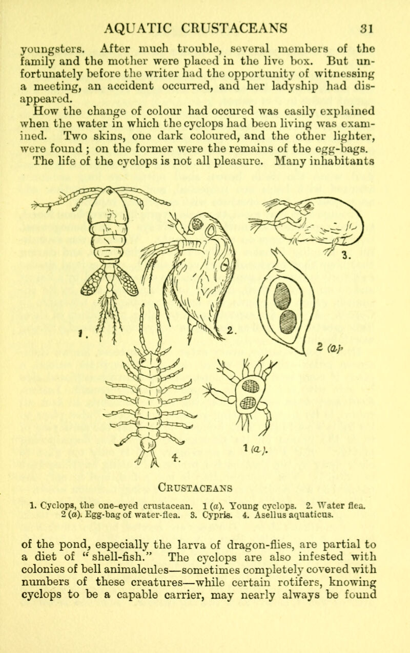 youngsters. After much trouble, several members of the family and the mother were placed in the live box. But un- fortunately before the writer had the opportunity of witnessing a meeting, an accident occurred, and her ladyship had dis- appeared. How the change of colour had occured was easily explained when the water in which the cyclops had been living was exam- ined. Two skins, one dark coloured, and the other lighter, were found ; on the former were the remains of the egg-bags. The life of the cyclops is not all pleasure. Many inhabitants Crustaceans 1. Cyclops, the one-eyed crustacean. 1 (a). Young cyclops. 2. Water flea. 2 (a). Egg-bag of water-flea. 3. Cyprie. 4. Asellus aquaticus. of the pond, especially the larva of dragon-flies, are partial to a diet of  shell-fish.” The cyclops are also infested with colonies of bell animalcules—sometimes completely covered with numbers of these creatures—while certain rotifers, knowing cyclops to be a capable carrier, may nearly always be found