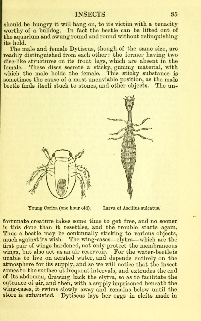 should be hungry it will hang on, to its victim with a tenacity worthy of a bulldog. In fact the beetle can be lifted out of the aquarium and swung round and round without relinquishing its hold. The male and female Dytiscus, though of the same size, are readily distinguished from each other : the former having two disc-like structures on its front legs, which are absent in the female. These discs secrete a sticky, gummy material, with which the male holds the female. This sticky substance is sometimes the cause of a most unenviable position, as the male beetle finds itself stuck to stones, and other objects. The un- fortunate creature takes some time to get free, and no sooner is this done than it resettles, and the trouble starts again. Thus a beetle may be continually sticking to various objects, much against its wish. The wing-cases—elytra—which are the first pair of wings hardened, not only protect the membraneous wings, but also act as an air reservoir. For the water-beetle is unable to live on aerated water, and depends entirely on the atmosphere for its supply, and so we will notice that the insect comes to the surface at frequent intervals, and extrudes the end of its abdomen, drawing back the elytra, so as to facilitate the entrance of air, and then, with a supply imprisoned beneath the wing-cases, it swims slowly away and remains below until the store is exhausted. Dytiscus lays her eggs in clefts made in