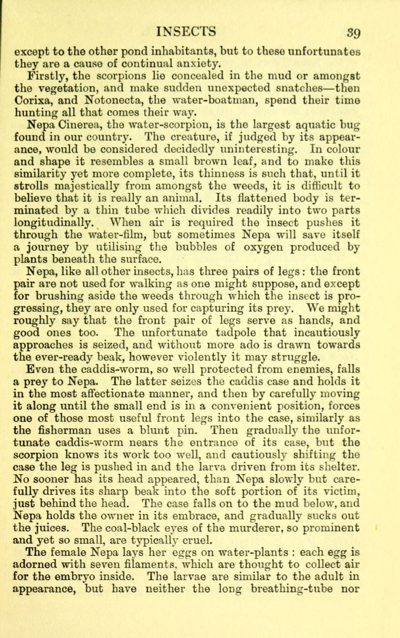 except to the other pond inhabitants, but to these unfortunates they are a cause of continual anxiety. Firstly, the scorpions lie concealed in the mud or amongst the vegetation, and make sudden unexpected snatches—then Corixa, and Notonecta, the water-boatman, spend their time hunting all that comes their way. Nepa Cinerea, the water-scorpion, is the largest aquatic bug found in our country. The creature, if judged by its appear- ance, would be considered decidedly uninteresting. In colour and shape it resembles a small brown leaf, and to make this similarity yet more complete, its thinness is such that, until it strolls majestically from amongst the weeds, it is difficult to believe that it is really an animal. Its flattened body is ter- minated by a thin tube which divides readily into two parts longitudinally. When air is required the insect pushes it through the water-film, but sometimes Nepa will save itself a journey by utilising the bubbles of oxygen produced by plants beneath the surface. Nepa, like all other insects, has three pairs of legs: the front pair are not used for walking as one might suppose, and except for brushing aside the weeds through which the insect is pro- gressing, they are only used for capturing its prey. We might roughly say that the front pair of legs serve as hands, and good ones too. The unfortunate tadpole that incautiously approaches is seized, and without more ado is drawn towards the ever-ready beak, however violently it may struggle. Even the caddis-worm, so well protected from enemies, falls a prey to Nepa. The latter seizes the caddis case and holds it in the most affectionate manner, and then by carefully moving it along until the small end is in a convenient position, forces one of those most useful front legs into the case, similarly as the fisherman uses a blunt pin. Then gradually the unfor- tunate caddis-worm nears the entrance of its case, but the scorpion knows its work too well, and cautiously shifting the case the leg is pushed in and the larva driven from its shelter. No sooner has its head appeared, than Nepa slowly but care- fully drives its sharp beak into the soft portion of its victim, just behind the head. The case falls on to the mud below, and Nepa holds the owner in its embrace, and gradually sucks out the juices. The coal-black eyes of the murderer, so prominent and yet so small, are typically cruel. The female Nepa lays her eggs on water-plants : each egg is adorned with seven filaments, which are thought to collect air for the embryo inside. The larvae are similar to the adult in appearance, but have neither the long breathing-tube nor