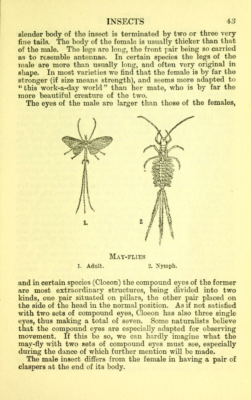 slender body of the insect is terminated by two or three very fine tails. The body of the female is usually thicker than that of the male. The legs are long, the front pair being so carried as to resemble antennae. In certain species the legs of the male are more than usually long, and often very original in shape. In most varieties we find that the female is by far the stronger (if size means strength), and seems more adapted to “ this work-a-day world ” than her mate, who is by far the more beautiful creature of the two. The eyes of the male are larger than those of the females, and in certain species (Cloeon) the compound eyes of the former are most extraordinary structures, being divided into two kinds, one pair situated on pillars, the other pair placed on the side of the head in the normal position. As if not satisfied with two sets of compound eyes, Cloeon has also three single eyes, thus making a total of seven. Some naturalists believe that the compound eyes are especially adapted for observing movement. If this be so, we can hardly imagine what the may-fly with two sets of compound eyes must see, especially during the dance of which further mention will be made. The male insect differs from the female in having a pair of claspers at the end of its body. May-flies 1. Adult. 2. Nymph.