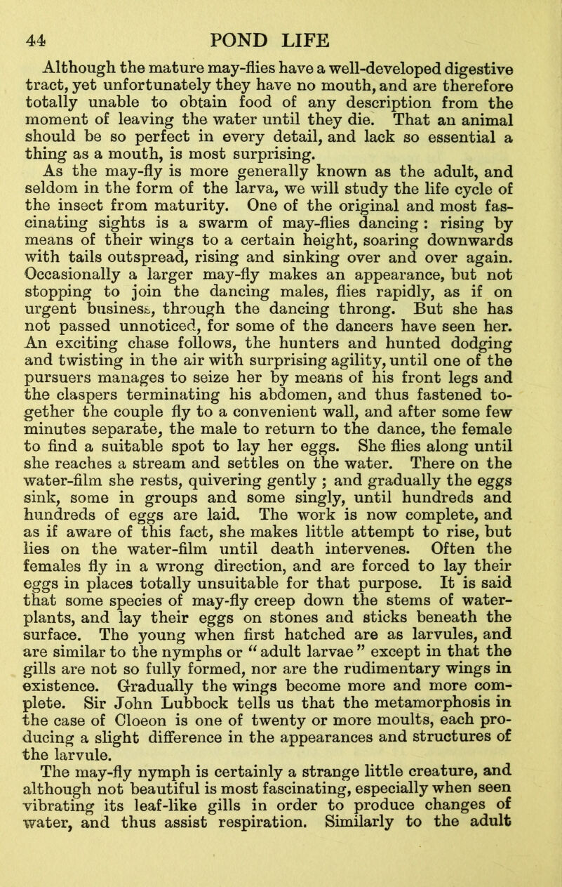 Although the mature may-flies have a well-developed digestive tract, yet unfortunately they have no mouth, and are therefore totally unable to obtain food of any description from the moment of leaving the water until they die. That an animal should be so perfect in every detail, and lack so essential a thing as a mouth, is most surprising. As the may-fly is more generally known as the adult, and seldom in the form of the larva, we will study the life cycle of the insect from maturity. One of the original and most fas- cinating sights is a swarm of may-flies dancing : rising by means of their wings to a certain height, soaring downwards with tails outspread, rising and sinking over and over again. Occasionally a larger may-fly makes an appearance, but not stopping to join the dancing males, flies rapidly, as if on urgent business, through the dancing throng. But she has not passed unnoticed, for some of the dancers have seen her. An exciting chase follows, the hunters and hunted dodging and twisting in the air with surprising agility, until one of the pursuers manages to seize her by means of his front legs and the claspers terminating his abdomen, and thus fastened to- gether the couple fly to a convenient wall, and after some few minutes separate, the male to return to the dance, the female to find a suitable spot to lay her eggs. She flies along until she reaches a stream and settles on the water. There on the water-film she rests, quivering gently ; and gradually the eggs sink, some in groups and some singly, until hundreds and hundreds of eggs are laid. The work is now complete, and as if aware of this fact, she makes little attempt to rise, but lies on the water-film until death intervenes. Often the females fly in a wrong direction, and are forced to lay their eggs in places totally unsuitable for that purpose. It is said that some species of may-fly creep down the stems of water- plants, and lay their eggs on stones and sticks beneath the surface. The young when first hatched are as larvules, and are similar to the nymphs or “ adult larvae ” except in that the gills are not so fully formed, nor are the rudimentary wings in existence. Gradually the wings become more and more com- plete. Sir John Lubbock tells us that the metamorphosis in the case of Cloeon is one of twenty or more moults, each pro- ducing a slight difference in the appearances and structures of the larvule. The may-fly nymph is certainly a strange little creature, and although not beautiful is most fascinating, especially when seen vibrating its leaf-like gills in order to produce changes of water, and thus assist respiration. Similarly to the adult