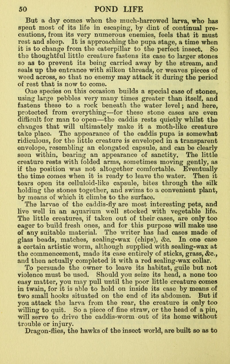 But a day comes when the much-harrowed larva, who has spent most of its life in escaping, by dint of continual pre- cautions, from its very numerous enemies, feels that it must rest and sleep. It is approaching the pupa stage, a time when it is to change from the caterpillar to the perfect insect. So the thoughtful little creature fastens its case to larger stones so as to prevent its being carried away by the stream, and seals up the entrance with silken threads, or weaves pieces of weed across, so that no enemy may attack it during the period of rest that is now to come. One species on this occasion builds a special case of stones, using large pebbles very many times greater than itself, and fastens these to a rock beneath the water level; and here, protected from everything—for these stone cases are even difficult for man to open—the caddis rests quietly whilst the changes that will ultimately make it a moth-like creature take place. The appearance of the caddis pupa is somewhat ridiculous, for the little creature is enveloped in a transparent envelope, resembling an elongated capsule, and can be clearly seen within, bearing an appearance of sanctity. The little creature rests with folded arms, sometimes moving gently, as if the position was not altogether comfortable. Eventually the time comes when it is ready to leave the water. Then it tears open its celluloid-like capsule, bites through the silk holding the stones together, and swims to a convenient plant, by means of which it climbs to the surface. The larvae of the caddis-fly are most interesting pets, and live well in an aquarium well stocked with vegetable life. The little creatures, if taken out of their cases, are only too eager to build fresh ones, and for this purpose will make use of any suitable material. The writer has had cases made of glass beads, matches, sealing-wax (chips), &c. In one case a certain artistic worm, although supplied with sealing-wax at the commencement, made its case entirely of sticks, grass, &c., and then actually completed it wTith a red sealing-wax collar. To persuade the owner to leave its habitat, guile but not violence must be used. Should you seize its head, a none too easy matter, you may pull until the poor little creature comes in twain, for it is able to hold on inside its case by means of two small hooks situated on the end of its abdomen. But if you attack the larva from the rear, the creature is only too willing to quit. So a piece of fine straw, or the head of a pin, will serve to drive the caddis-worm out of its home without trouble or injury. Dragon-flies, the hawks of the insect world, are built so as to