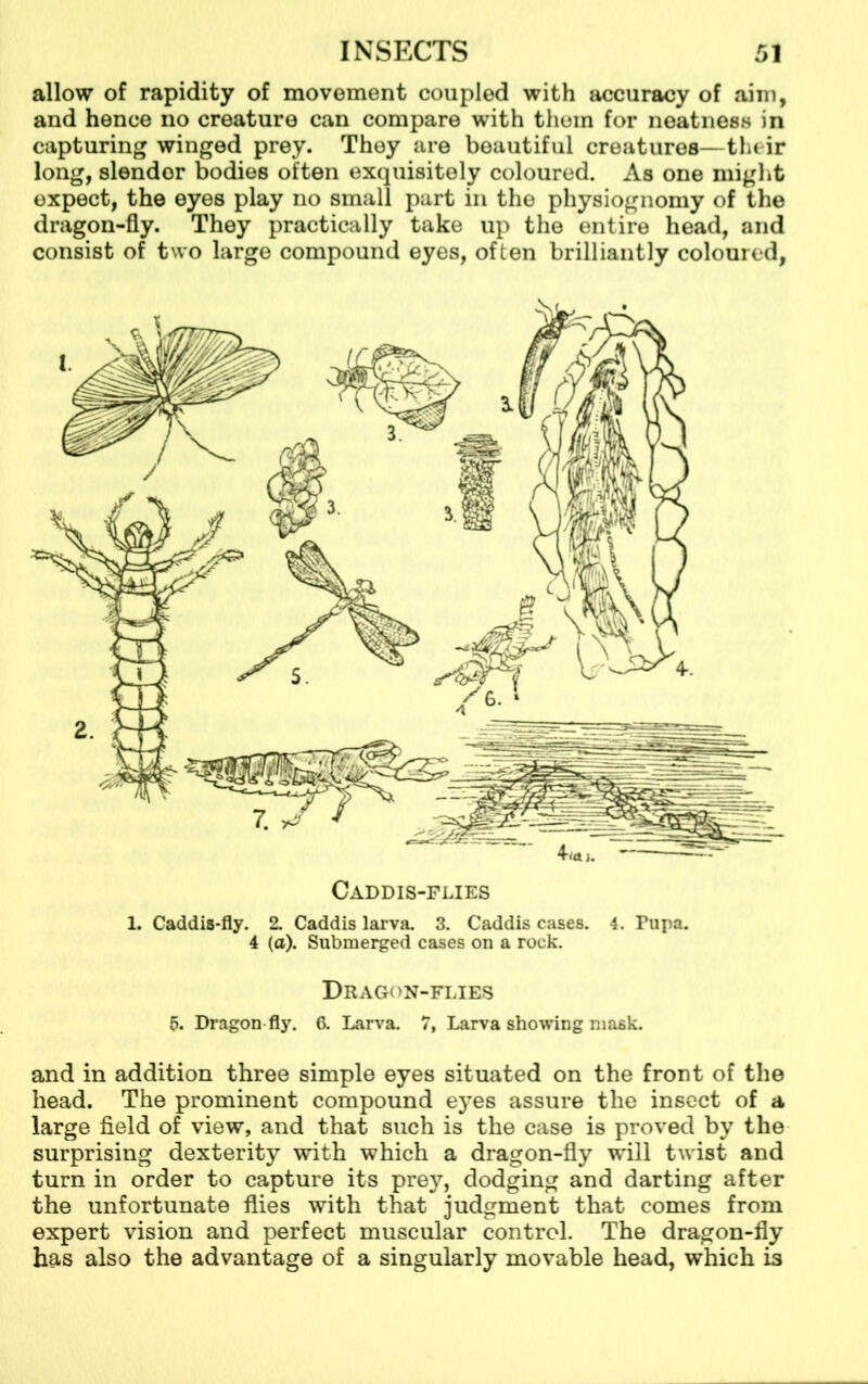 allow of rapidity of movement coupled with accuracy of aim, and hence no creature can compare with them for neatness in capturing winged prey. They are beautiful creatures—their long, slendor bodies often exquisitely coloured. As one might expect, the eyes play no small part in the physiognomy of the dragon-fly. They practically take up the entire head, and consist of two large compound eyes, often brilliantly coloured, Caddis-flies 1. Caddis-fly. 2. Caddis larva. 3. Caddis cases. 4. Pupa. 4 (a). Submerged cases on a rock. Dragon-flies 5. Dragon fly. 6. Larva. 7, Larva showing mask. and in addition three simple eyes situated on the front of the head. The prominent compound eyes assure the insect of a large field of view, and that such is the case is proved by the surprising dexterity with which a dragon-fly will twist and turn in order to capture its prey, dodging and darting after the unfortunate flies with that judgment that comes from expert vision and perfect muscular control. The dragon-fly has also the advantage of a singularly movable head, which is