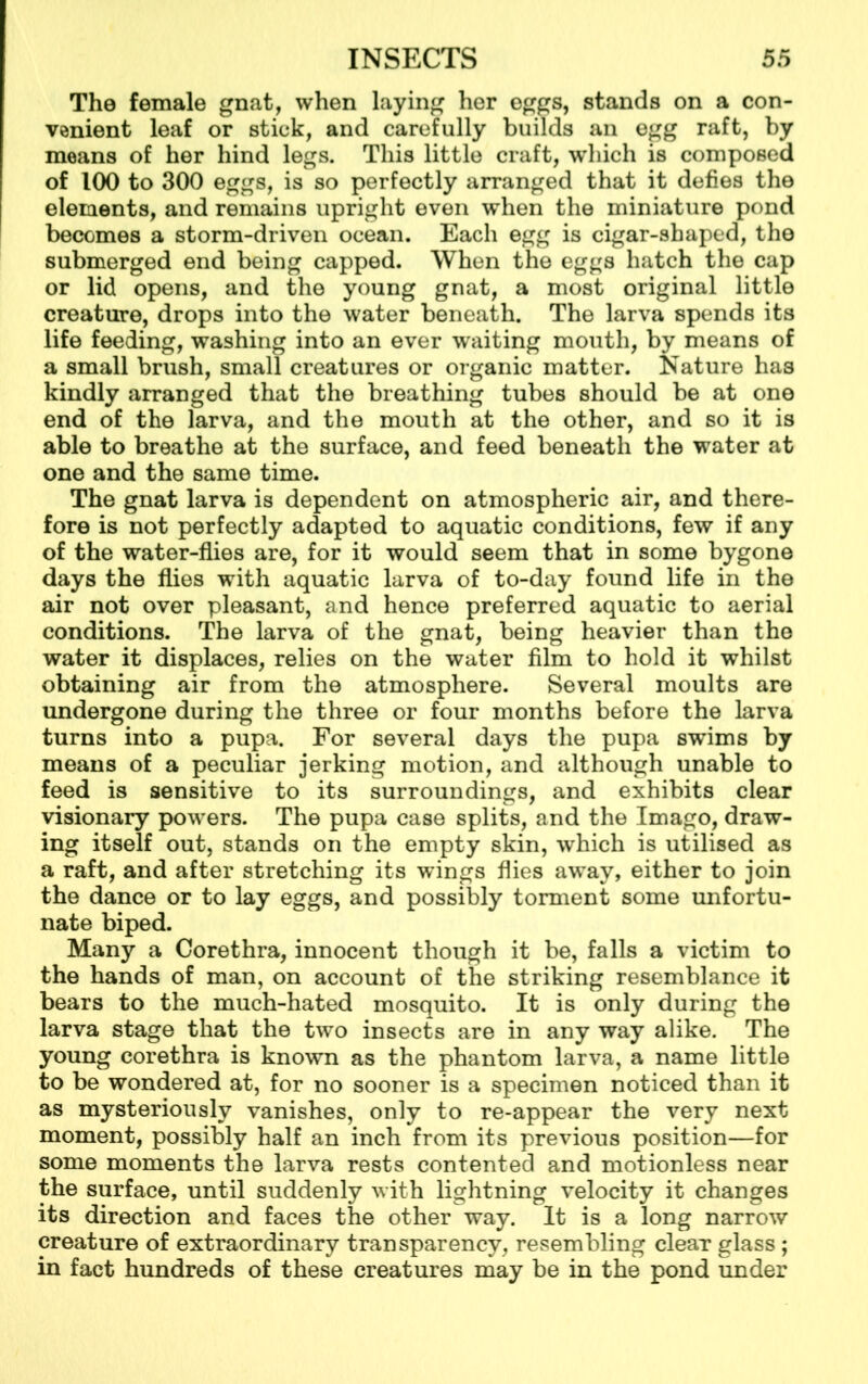 The female gnat, when laying her eggs, stands on a con- venient leaf or stick, and carefully builds an egg raft, by means of her hind legs. This little craft, which is composed of 100 to 300 eggs, is so perfectly arranged that it defies the elements, and remains upright even when the miniature pond becomes a storm-driven ocean. Each egg is cigar-shaped, the submerged end being capped. When the eggs hatch the cap or lid opens, and the young gnat, a most original little creature, drops into the water beneath. The larva spends its life feeding, washing into an ever waiting mouth, by means of a small brush, small creatures or organic matter. Nature has kindly arranged that the breathing tubes should be at one end of the larva, and the mouth at the other, and so it is able to breathe at the surface, and feed beneath the water at one and the same time. The gnat larva is dependent on atmospheric air, and there- fore is not perfectly adapted to aquatic conditions, few if any of the water-flies are, for it would seem that in some bygone days the flies with aquatic larva of to-day found life in the air not over pleasant, and hence preferred aquatic to aerial conditions. The larva of the gnat, being heavier than the water it displaces, relies on the water film to hold it whilst obtaining air from the atmosphere. Several moults are undergone during the three or four months before the larva turns into a pupa. For several days the pupa swims by means of a peculiar jerking motion, and although unable to feed is sensitive to its surroundings, and exhibits clear visionary powers. The pupa case splits, and the Imago, draw- ing itself out, stands on the empty skin, which is utilised as a raft, and after stretching its wings flies away, either to join the dance or to lay eggs, and possibly torment some unfortu- nate biped. Many a Corethra, innocent though it be, falls a victim to the hands of man, on account of the striking resemblance it bears to the much-hated mosquito. It is only during the larva stage that the two insects are in any way alike. The young corethra is known as the phantom larva, a name little to be wondered at, for no sooner is a specimen noticed than it as mysteriously vanishes, only to re-appear the very next moment, possibly half an inch from its previous position—for some moments the larva rests contented and motionless near the surface, until suddenly with lightning velocity it changes its direction and faces the other way. It is a long narrow creature of extraordinary transparency, resembling clear glass ; in fact hundreds of these creatures may be in the pond under