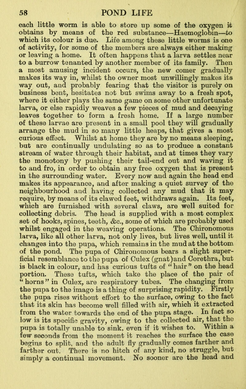 each little worm is able to store up some of the oxygen it obtains by means of the red substance—Haemoglobin—to which its colour is due. Life among these little worms is one of activity, for some of the members are always either making or leaving a home. It often happens that a larva settles near to a burrow tenanted by another member of its family. Then a most amusing incident occurs, the new comer gradually makes its way in, whilst the owner most unwillingly makes its way out, and probably fearing that the visitor is purely on business bent, hesitates not but swims away to a fresh spot, where it either plays the same game on some other unfortunate larva, or else rapidly weaves a few pieces of mud and decaying leaves together to form a fresh home. If a large number of these larvae are present in a small pool they will gradually arrange the mud in so many little heaps, that gives a most curious effect. Whilst at home they are by no means sleeping, but are continually undulating so as to produce a constant stream of water through their habitat, and at times they vary the monotony by pushing their tail-end out and waving it to and fro, in order to obtain any free oxygen that is present in the surrounding water. Every now and again the head end makes its appearance, and after making a quiet survey of the neighbourhood and having collected any mud that it may require, by means of its clawed feet, withdraws again. Its feet, which are furnished with several claws, are well suited for collecting debris. The head is supplied with a most complex set of hooks, spines, teeth, &c., some of which are probably used whilst engaged in the weaving operations. The Chironomous larva, like all other larva, not only lives, but lives well, until it changes into the pupa, which remains in the mud at the bottom of the pond. The pupa of Chironomous bears a slight super- ficial resemblance to the pupa of Culex (gnat)and Corethra, but is black in colour, and has curious tufts of “ hair ” on the head portion. These tufts, which take the place of the pair of “ horns ” in Culex, are respiratory tubes. The changing from the pupa to the imago is a thing of surprising rapidity. Firstly the pupa rises without effort to the surface, owing to the fact that its skin has become well filled with air, which it extracted from the water towards the end of the pupa stage. In fact so low is its specific gravity, owing to the collected air, that the pupa is totally unable to sink, even if it wishes to. Within a few seconds from the moment it reaches the surface the case begins to split, and the adult fly gradually comes farther and farther out. There is no hitch of any kind, no struggle, but simply a continual movement. No sooner are the head and