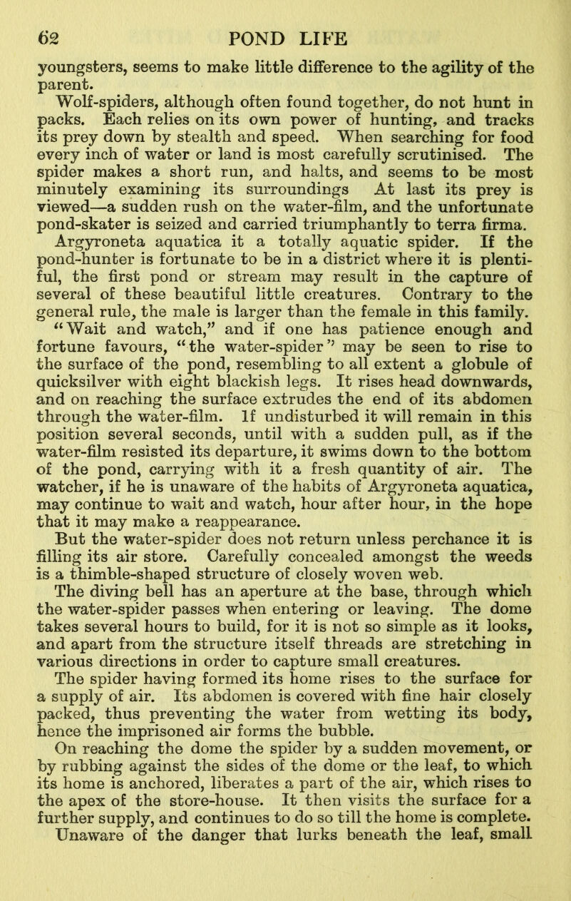 youngsters, seems to make little difference to the agility of the parent. Wolf-spiders, although often found together, do not hunt in packs. Each relies on its own power of hunting, and tracks its prey down by stealth and speed. When searching for food every inch of water or land is most carefully scrutinised. The spider makes a short run, and halts, and seems to be most minutely examining its surroundings At last its prey is viewed—a sudden rush on the water-film, and the unfortunate pond-skater is seized and carried triumphantly to terra firma. Argyroneta aquatica it a totally aquatic spider. If the pond-hunter is fortunate to be in a district where it is plenti- ful, the first pond or stream may result in the capture of several of these beautiful little creatures. Contrary to the general rule, the male is larger than the female in this family. “Wait and watch,” and if one has patience enough and fortune favours, “ the water-spider’’ may be seen to rise to the surface of the pond, resembling to all extent a globule of quicksilver with eight blackish legs. It rises head downwards, and on reaching the surface extrudes the end of its abdomen through the water-film. If undisturbed it will remain in this position several seconds, until with a sudden pull, as if the water-film resisted its departure, it swims down to the bottom of the pond, carrying with it a fresh quantity of air. The watcher, if he is unaware of the habits of Argyroneta aquatica, may continue to wait and watch, hour after hour, in the hope that it may make a reappearance. But the water-spider does not return unless perchance it is filling its air store. Carefully concealed amongst the weeds is a thimble-shaped structure of closely woven web. The diving bell has an aperture at the base, through which the water-spider passes when entering or leaving. The dome takes several hours to build, for it is not so simple as it looks, and apart from the structure itself threads are stretching in various directions in order to capture small creatures. The spider having formed its home rises to the surface for a supply of air. Its abdomen is covered with fine hair closely packed, thus preventing the water from wetting its body, hence the imprisoned air forms the bubble. On reaching the dome the spider by a sudden movement, or by rubbing against the sides of the dome or the leaf, to which its home is anchored, liberates a part of the air, which rises to the apex of the store-house. It then visits the surface for a further supply, and continues to do so till the home is complete. Unaware of the danger that lurks beneath the leaf, small