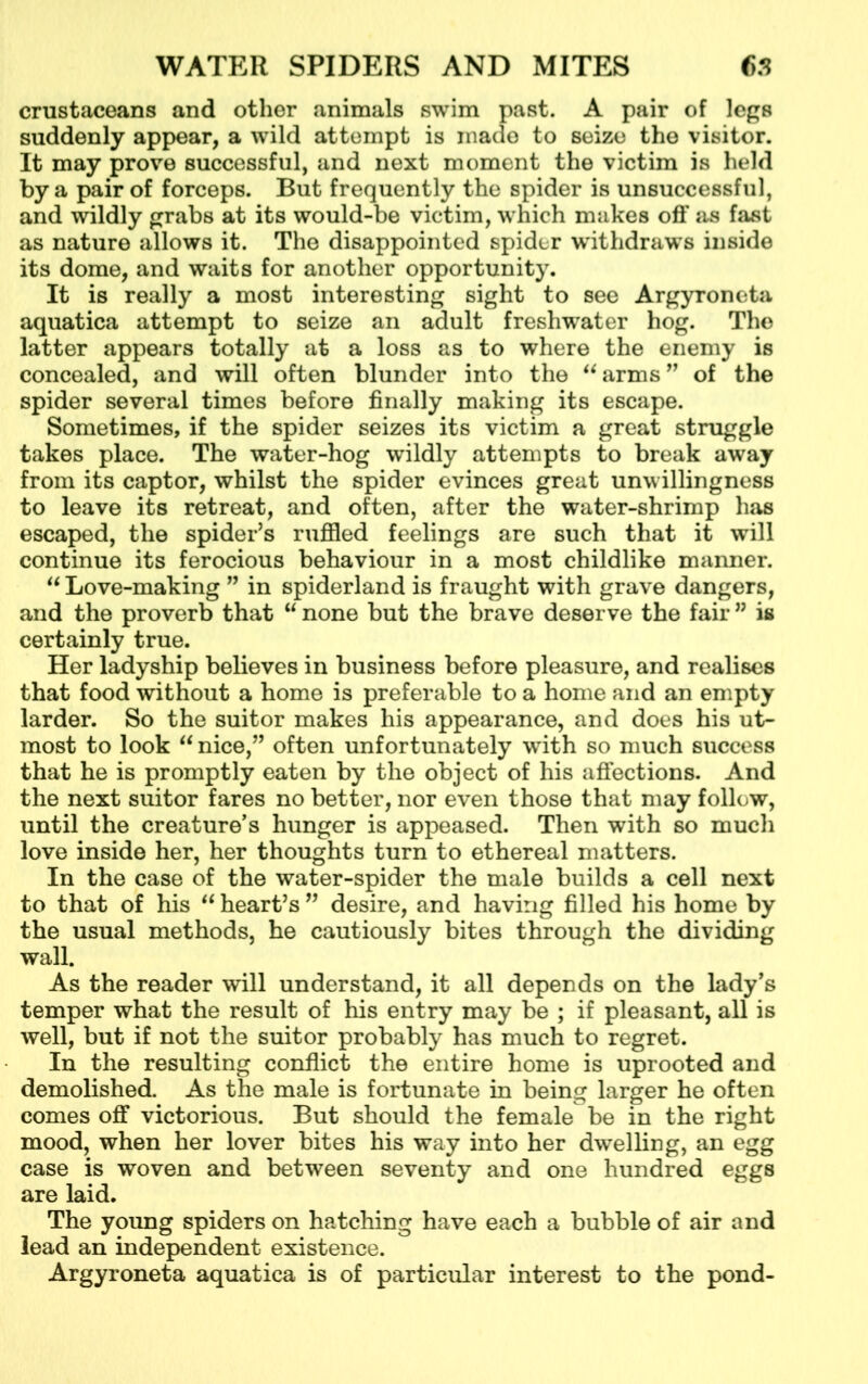 crustaceans and other animals swim past. A pair of legs suddenly appear, a wild attempt is made to seize the visitor. It may prove successful, and next moment the victim is held by a pair of forceps. But frequently the spider is unsuccessful, and wildly grabs at its would-be victim, which makes off as fast as nature allows it. The disappointed spider withdraws inside its dome, and waits for another opportunity. It is really a most interesting sight to see Argyroneta aquatica attempt to seize an adult freshwater hog. The latter appears totally at a loss as to where the enemy is concealed, and will often blunder into the “arms” of the spider several times before finally making its escape. Sometimes, if the spider seizes its victim a great struggle takes place. The water-hog wildly attempts to break away from its captor, whilst the spider evinces great unwillingness to leave its retreat, and often, after the water-shrimp has escaped, the spider’s ruffled feelings are such that it will continue its ferocious behaviour in a most childlike manner. “ Love-making ” in spiderland is fraught with grave dangers, and the proverb that “ none but the brave deserve the fair ” is certainly true. Her ladyship believes in business before pleasure, and realises that food without a home is preferable to a home and an empty larder. So the suitor makes his appearance, and does his ut- most to look “ nice,” often unfortunately writh so much success that he is promptly eaten by the object of his affections. And the next suitor fares no better, nor even those that may follow, until the creature’s hunger is appeased. Then with so much love inside her, her thoughts turn to ethereal matters. In the case of the water-spider the male builds a cell next to that of his “ heart’s ” desire, and having filled his home by the usual methods, he cautiously bites through the dividing wall. As the reader will understand, it all depends on the lady’s temper what the result of his entry may be ; if pleasant, all is well, but if not the suitor probably has much to regret. In the resulting conflict the entire home is uprooted and demolished. As the male is fortunate in being larger he often comes off victorious. But should the female be in the right mood, when her lover bites his way into her dwelling, an egg case is woven and between seventy and one hundred eggs are laid. The young spiders on hatching have each a bubble of air and lead an independent existence. Argyroneta aquatica is of particular interest to the pond-