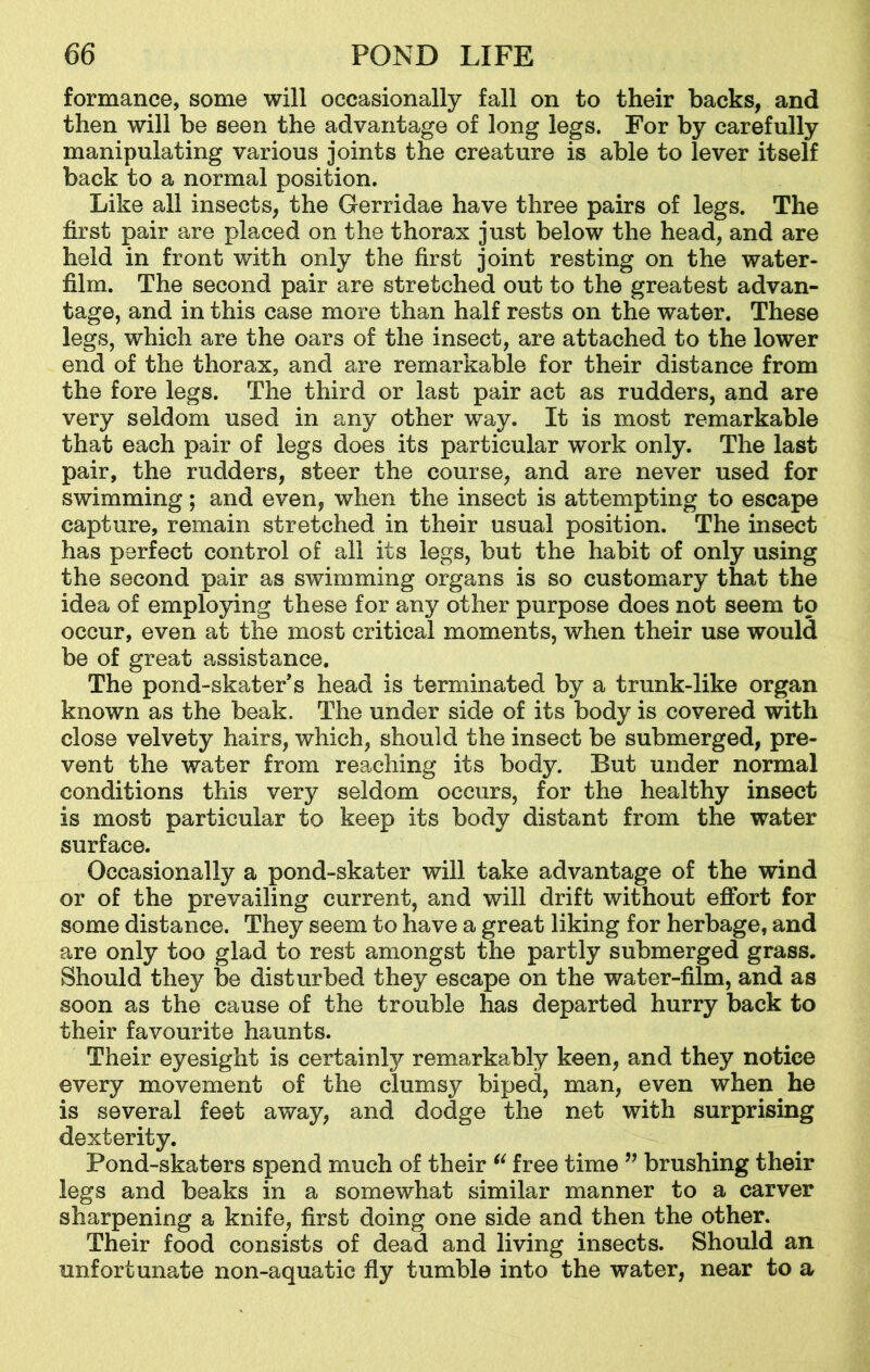 formance, some will occasionally fall on to their backs, and then will be seen the advantage of long legs. For by carefully manipulating various joints the creature is able to lever itself back to a normal position. Like all insects, the Gerridae have three pairs of legs. The first pair are placed on the thorax just below the head, and are held in front with only the first joint resting on the water- film. The second pair are stretched out to the greatest advan- tage, and in this case more than half rests on the water. These legs, which are the oars of the insect, are attached to the lower end of the thorax, and are remarkable for their distance from the fore legs. The third or last pair act as rudders, and are very seldom used in any other way. It is most remarkable that each pair of legs does its particular work only. The last pair, the rudders, steer the course, and are never used for swimming; and even, when the insect is attempting to escape capture, remain stretched in their usual position. The insect has perfect control of all its legs, but the habit of only using the second pair as swimming organs is so customary that the idea of employing these for any other purpose does not seem to occur, even at the most critical moments, when their use would be of great assistance. The pond-skater's head is terminated by a trunk-like organ known as the beak. The under side of its body is covered with close velvety hairs, which, should the insect be submerged, pre- vent the water from reaching its body. But under normal conditions this very seldom occurs, for the healthy insect is most particular to keep its body distant from the water surface. Occasionally a pond-skater will take advantage of the wind or of the prevailing current, and will drift without effort for some distance. They seem to have a great liking for herbage, and are only too glad to rest amongst the partly submerged grass. Should they be disturbed they escape on the water-film, and as soon as the cause of the trouble has departed hurry back to their favourite haunts. Their eyesight is certainly remarkably keen, and they notice every movement of the clumsy biped, man, even when he is several feet away, and dodge the net with surprising dexterity. Pond-skaters spend much of their “ free time ” brushing their legs and beaks in a somewhat similar manner to a carver sharpening a knife, first doing one side and then the other. Their food consists of dead and living insects. Should an unfortunate non-aquatic fly tumble into the water, near to a