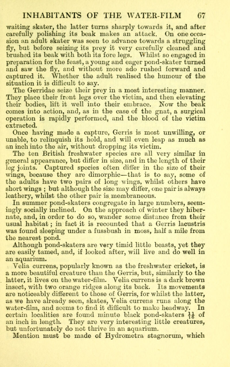 waiting skater, the latter turns sharply towards it, and after carefully polishing its beak makes an attack. On one occa- sion an adult skater was seen to advance towards a struggling fly, but before seizing its prey it very carefully cleaned and brushed its beak with both its fore legs. Whilst so engaged in preparation for the feast, a young and eager pond-skater turned and saw the fly, and without more ado rushed forward and captured it. Whether the adult realised the humour of the situation it is diflicult to say. The Gerridae seize their prey in a most interesting manner. They place their front legs over the victim, and then elevating their bodies, lift it well into their embrace. Now the beak comes into action, and, as in the case of the gnat, a surgical operation is rapidly performed, and the blood of the victim extracted. Once having made a capture, Gerris is most unwilling, or unable, to relinquish its hold, and will even leap as much as an inch into the air, without dropping its victim. The ten British freshwater species are all very similar in general appearance, but differ in size, and in the length of their leg joints. Captured species often differ in the size of their wings, because they are dimorphic—that is to say, some of the adults have two pairs of long wings, whilst others have short wings ; but although the size may differ, one pair is always leathery, whilst the other pair is membraneous. In summer pond-skaters congregate in large numbers, seem- ingly socially inclined. On the approach of winter they hiber- nate, and, in order to do so, wander some distance from their usual habitat; in fact it is recounted that a Gerris lacustris was found sleeping under a fussbush in moss, half a mile from the nearest pond. Although pond-skaters are very timid little beasts, yet they are easily tamed, and, if looked after, will live and do well in an aquarium. Yelia currens, popularly known as the freshwater cricket, is a more beautiful creature than the Gerris, but, similarly to the latter, it lives on the water-film. Velia currens is a dark brown insect, with two orange ridges along its back. Its movements are noticeably different to those of Gerris, for whilst the latter, as we have already seen, skates, Yelia currens runs along the water-film, and seems to find it difficult to make headway. In certain localities are found minute black pond-skaters of an inch in length. They are very interesting little creatures, but unfortunately do not thrive in an aquarium. Mention must be made of Hydrometra stagnorum, which