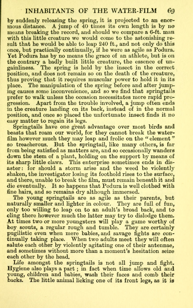 by suddenly releasing the spring, it is projected to an enor- mous distance. A jump of 40 times its own length is by no means breaking the record, and should we compare a 6-ft. man with this little creature we would come to the astonishing re- sult that he would be able to leap 240 ft., and not only do this once, but practically continually, if he were as agile as Podura. Yet Podura has by no means the grace of an athlete, but is on the contrary a badly built little creature, the essence of un- gainliness. The spring is held by the insect in the correct position, and does not remain so on the death of the creature, thus proving that it requires muscular power to hold it in its place. The manipulation of the spring before and after jump- ing causes some inconvenience, and so we find that springtails prefer to walk unless the occasion necessitates more rapid pro- gression. Apart from the trouble involved, a jump often ends in the creature landing on its back, instead of in the normal position, and once so placed the unfortunate insect finds it no easy matter to regain its legs. Springtails have one great advantage over most birds and beasts that roam our world, for they cannot break the water- film however much they may leap and frolic on the “ element ” so treacherous. But the springtail, like many others, is far from being satisfied as matters are, and so occasionally wanders down the stem of a plant, holding on the support by means of its sharp little claws. This enterprise sometimes ends in dis- aster: for should a storm arise and the weed be violently shaken, the investigator losing its foothold rises to the surface, and there, unable to break the film, must remain beneath it and die eventually. It so happens that Podura is well clothed with fine hairs, and so remains dry although immersed. The young springtails are as agile as their parents, but naturally smaller and lighter in colour. They are full of fun, only too willing to leap on to an adult’s broad back, and to cling there however much the latter may try to dislodge them. At times two or more youngsters will play a game worthy of boy scouts, a regular rough and tumble. They are certainly pugilistic even when mere babies, and savage fights are con- tinually taking place. When two adults meet they will often salute each other by violently agitating one of their antennae, and sometimes without more than a moment’s hesitation seize each other by the head. Life amongst the springtails is not all jump and fight. Hygiene also plays a part ; in fact when time allows old and young, children and babies, wash their faces and comb their backs. The little animal licking one of its front legs, as it is