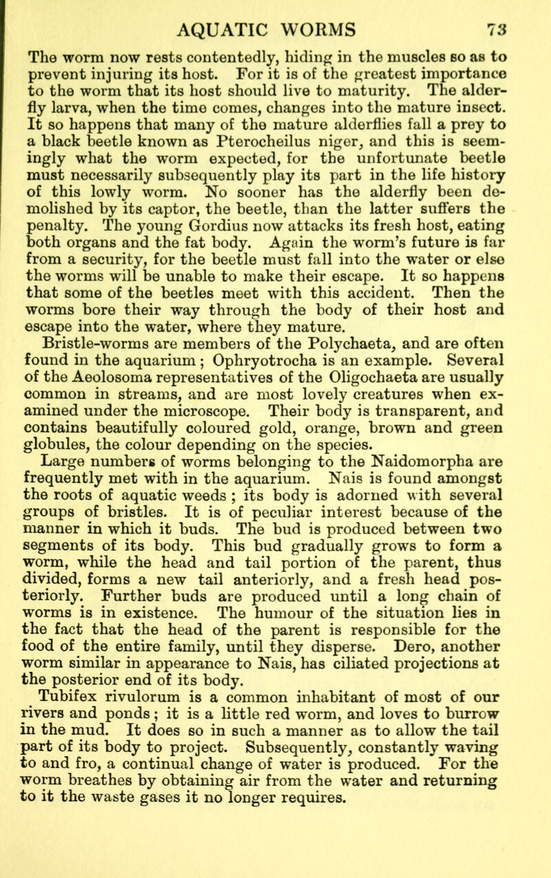 The worm now rests contentedly, hiding in the muscles so as to prevent injuring its host. For it is of the greatest importance to the worm that its host should live to maturity. The alder- fly larva, when the time comes, changes into the mature insect. It so happens that many of the mature alderflies fall a prey to a black beetle known as Pterocheilus niger, and this is seem- ingly what the worm expected, for the unfortunate beetle must necessarily subsequently play its part in the life history of this lowly worm. No sooner has the alderfly been de- molished by its captor, the beetle, than the latter suffers the penalty. The young Gordius now attacks its fresh host, eating both organs and the fat body. Again the worm’s future is far from a security, for the beetle must fall into the water or else the worms will be unable to make their escape. It so happens that some of the beetles meet with this accident. Then the worms bore their way through the body of their host and escape into the water, where they mature. Bristle-worms are members of the Polychaeta, and are often found in the aquarium ; Ophryotrocha is an example. Several of the Aeolosoma representatives of the Oligochaeta are usually common in streams, and are most lovely creatures when ex- amined under the microscope. Their body is transparent, and contains beautifully coloured gold, orange, brown and green globules, the colour depending on the species. Large numbers of worms belonging to the Naidomorpha are frequently met with in the aquarium. Nais is found amongst the roots of aquatic weeds ; its body is adorned with several groups of bristles. It is of peculiar interest because of the manner in which it buds. The bud is produced between two segments of its body. This bud gradually grows to form a worm, while the head and tail portion of the parent, thus divided, forms a new tail anteriorly, and a fresh head pos- teriorly. Further buds are produced until a long chain of worms is in existence. The humour of the situation lies in the fact that the head of the parent is responsible for the food of the entire family, until they disperse. Dero, another worm similar in appearance to Nais, has ciliated projections at the posterior end of its body. Tubifex rivulorum is a common inhabitant of most of our rivers and ponds; it is a little red worm, and loves to burrow in the mud. It does so in such a manner as to allow the tail part of its body to project. Subsequently, constantly waving to and fro, a continual change of water is produced. For the worm breathes by obtaining air from the water and returning to it the waste gases it no longer requires.