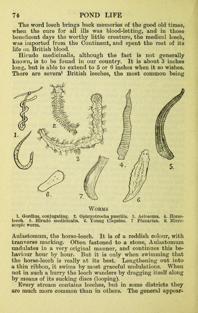 The word leech brings back memories of the good old times, when the cure for all ills was blood-letting, and in those beneficent days the worthy little creature, the medical leech, was imported from the Continent, and spent the rest of its life on British blood. Hirudo medicinalis, although the fact is not generally known, is to be found in our country. It is about 3 inches long, but is able to extend to 5 or 6 inches when it so wishes. There are severa1 British leeches, the most common being 1. Gordius, conjugating. 2. Ophryotrocha puerilis. 3. Aeiosoma. 4. Horse- leech. 5. Hirudo medicinalis. 6. Young Clepsine. 7 Planarian. 8. Micro- scopic worm. Aulastomum, the horse-leech. It is of a reddish colour, with tranverse marking. Often fastened to a stone, Aulastomum undulates in a very original manner, and continues this be- haviour hour by hour. But it is only when swimming that the horse-leech is really at its best. Lengthening out into a thin ribbon, it swims by most graceful undulations. When not in such a hurry the leech wanders by dragging itself along by means of its sucking discs (looping). Every stream contains leeches, but in some districts they are much more common than in others. The general appear-