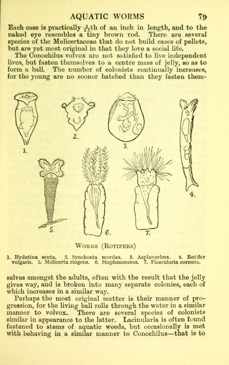 Each case is practically ^th of an inch in length, and to the naked eye resembles a tiny brown rod. There are several species of the Melicertaceae that do not build cases of pellets, but are yet most original in that they love a social life. The Conochilus volvox are not satisfied to live independent lives, but fasten themselves to a centre mass of jelly, so as to form a ball. The number of colonists continually increases, for the young are no sooner hatched than they fasten them- Worms (Rotifers) 1. Hydatina senta. 2. Synchoeta mordax. 3. Asplanachna. 4. Rotifer vulgaris. 5. Melicerta ringens. 6. Stephanoceros. 7. Floscularia cornuta. selves amongst the adults, often with the result that the jelly gives way, and is broken into many separate colonies, each of which increases in a similar way. Perhaps the most original matter is their manner of pro- gression, for the living ball rolls through the water in a similar manner to volvox. There are several species of colonists similar in appearance to the latter. Lacinularia is often found fastened to stems of aquatic weeds, but occasionally is met with behaving in a similar manner to Conochilus—that is to