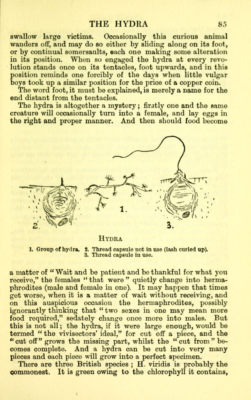 swallow large victims. Occasionally this curious animal wanders off, and may do so either by sliding along on its foot, or by continual somersaults, each one making some alteration in its position. When so engaged the hydra at every revo- lution stands once on its tentacles, foot upwards, and in this position reminds one forcibly of the days when little vulgar boys took up a similar position for the price of a copper coin. The word foot, it must be explained, is merely a name for the end distant from the tentacles. The hydra is altogether a mystery; firstly one and the same creature will occasionally turn into a female, and lay eggs in the right and proper manner. And then should food become Hydra 1. Group of hydra. 2. Thread capsule not in use (lash curled up). 3. Thread capsule in use. a matter of  Wait and be patient and be thankful for what you receive,” the females “ that were ” quietly change into herma- phrodites (male and female in one). It may happen that times get worse, when it is a matter of wait without receiving, and on this auspicious occasion the hermaphrodites, possibly ignorantly thinking that u two sexes in one may mean more food required,” sedately change once more into males. But this is not all; the hydra, if it were large enough, would be termed “ the vivisectors’ ideal,” for cut off a piece, and the “cut off” grows the missing part, whilst the “cut from” be- comes complete. And a hydra can be cut into very many pieces and each piece will grow into a perfect specimen. There are three British species ; H. viridis is probably the commonest. It is green owing to the chlorophyll it contains,