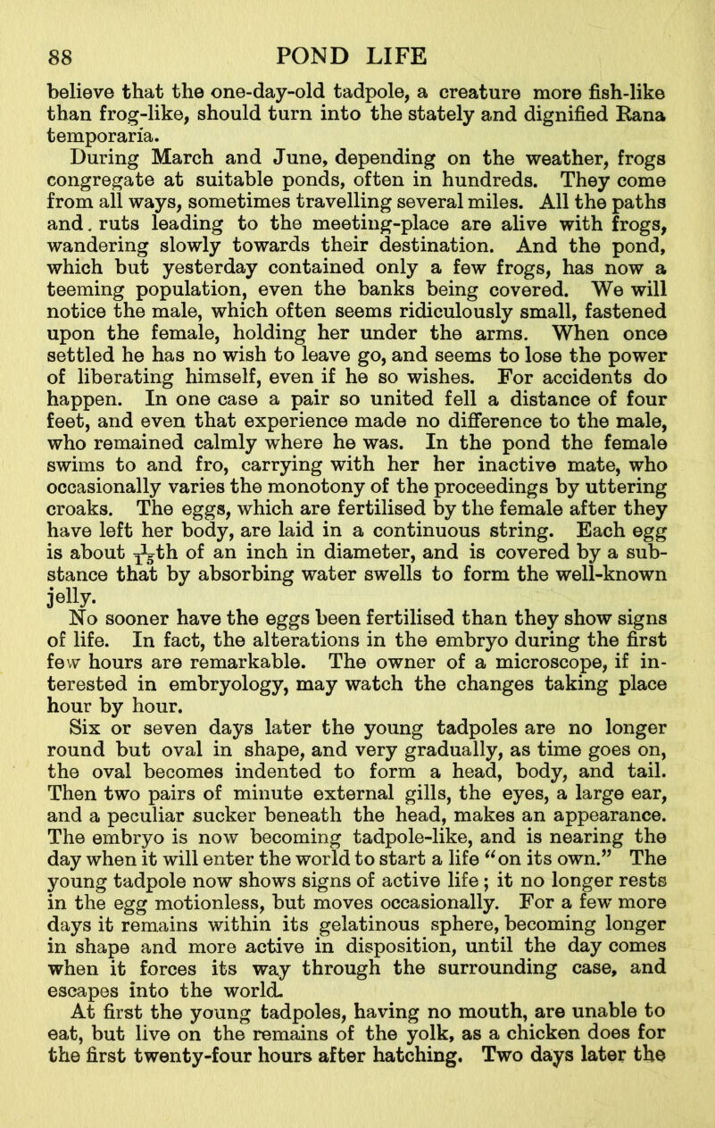 believe that the one-day-old tadpole, a creature more fish-like than frog-like, should turn into the stately and dignified Rana temporaria. During March and June, depending on the weather, frogs congregate at suitable ponds, often in hundreds. They come from all ways, sometimes travelling several miles. All the paths and. ruts leading to the meeting-place are alive with frogs, wandering slowly towards their destination. And the pond, which but yesterday contained only a few frogs, has now a teeming population, even the banks being covered. We will notice the male, which often seems ridiculously small, fastened upon the female, holding her under the arms. When once settled he has no wish to leave go, and seems to lose the power of liberating himself, even if he so wishes. For accidents do happen. In one case a pair so united fell a distance of four feet, and even that experience made no difference to the male, who remained calmly where he was. In the pond the female swims to and fro, carrying with her her inactive mate, who occasionally varies the monotony of the proceedings by uttering croaks. The eggs, which are fertilised by the female after they have left her body, are laid in a continuous string. Each egg is about x^th of an inch in diameter, and is covered by a sub- stance that by absorbing water swells to form the well-known jelly. No sooner have the eggs been fertilised than they show signs of life. In fact, the alterations in the embryo during the first few hours are remarkable. The owner of a microscope, if in- terested in embryology, may watch the changes taking place hour by hour. Six or seven days later the young tadpoles are no longer round but oval in shape, and very gradually, as time goes on, the oval becomes indented to form a head, body, and tail. Then two pairs of minute external gills, the eyes, a large ear, and a peculiar sucker beneath the head, makes an appearance. The embryo is now becoming tadpole-like, and is nearing the day when it will enter the world to start a life “on its own.” The young tadpole now shows signs of active life ; it no longer rests in the egg motionless, but moves occasionally. For a few more days it remains within its gelatinous sphere, becoming longer in shape and more active in disposition, until the day comes when it forces its way through the surrounding case, and escapes into the world. At first the young tadpoles, having no mouth, are unable to eat, but live on the remains of the yolk, as a chicken does for the first twenty-four hours after hatching. Two days later the