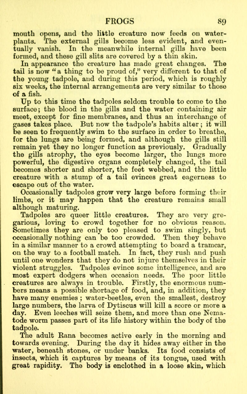 mouth opens, and the little creature now feeds on water- plants. The external gills become less evident, and even- tually vanish. In the meanwhile internal gills have been formed, and these gill slits are covered by a thin skin. In appearance the creature has made great changes. The tail is now “ a thing to be proud of,” very different to that of the young tadpole, and during this period, which is roughly six weeks, the internal arrangements are very similar to those of a fish. Up to this time the tadpoles seldom trouble to come to the surface; the blood in the gills and the water containing air meet, except for fine membranes, and thus an interchange of gases takes place. But now the tadpole’s habits alter ; it will be seen to frequently swim to the surface in order to breathe, for the lungs are being formed, and although the gills still remain yet they no longer function as previously. Gradually the gills atrophy, the eyes become larger, the lungs more powerful, the digestive organs completely changed, the tail becomes shorter and shorter, the feet webbed, and the little creature with a stump of a tail evinces great eagerness to escape out of the water. Occasionally tadpoles grow very large before forming their limbs, or it may happen that the creature remains small although maturing. Tadpoles are queer little creatures. They are very gre- garious, loving to crowd together for no obvious reason. Sometimes they are only too pleased to swim singly, but occasionally nothing can be too crowded. Then they behave in a similar manner to a crowd attempting to board a tramcar, on the way to a football match. In fact, they rush and push until one wonders that they do not injure themselves in their violent struggles. Tadpoles evince some intelligence, and are most expert dodgers when occasion needs. The poor little creatures are always in trouble. Firstly, the enormous num- bers means a possible shortage of food, and, in addition, they have many enemies ; water-beetles, even the smallest, destroy large numbers, the larva of Dytiscus will kill a score or more a day. Even leeches will seize them, and more than one Nema- tode worm passes part of its life history within the body of the tadpole. The adult Rana becomes active early in the morning and towards evening. During the day it hides away either in the water, beneath stones, or under banks. Its food consists of insects, which it captures by means of its tongue, used with great rapidity. The body is enclothed in a loose skin, which