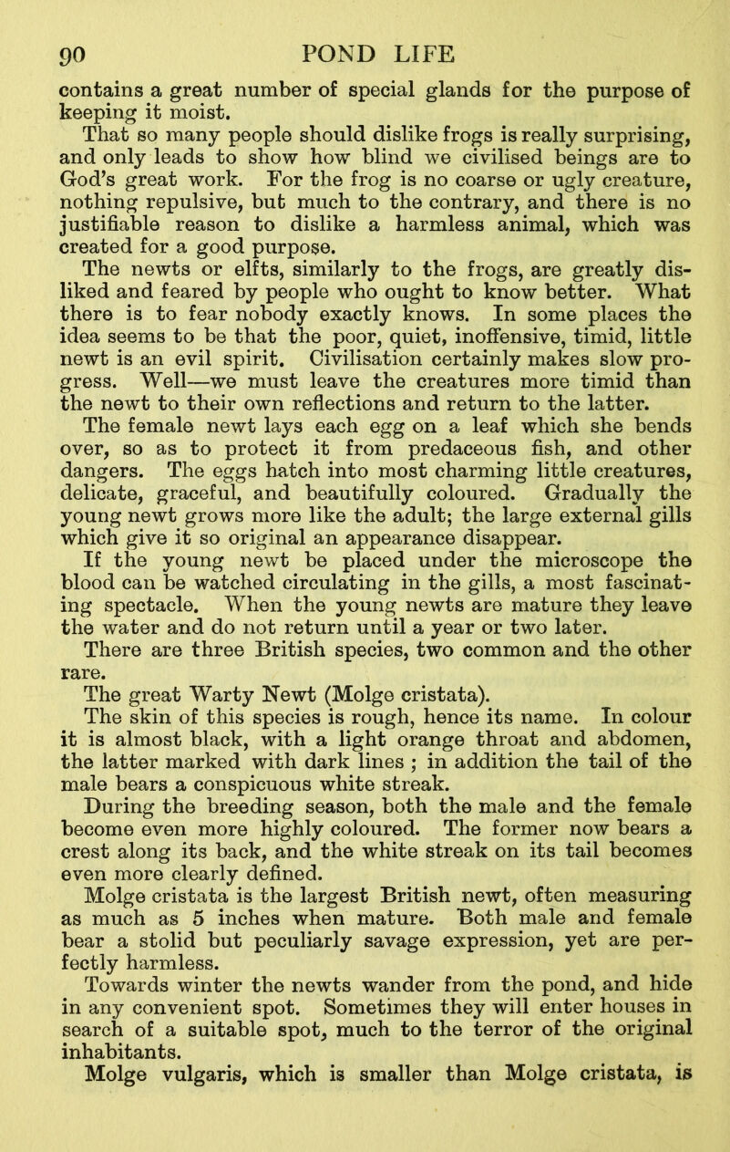 contains a great number of special glands for the purpose of keeping it moist. That so many people should dislike frogs is really surprising, and only leads to show how blind we civilised beings are to God’s great work. For the frog is no coarse or ugly creature, nothing repulsive, but much to the contrary, and there is no justifiable reason to dislike a harmless animal, which was created for a good purpose. The newts or elfts, similarly to the frogs, are greatly dis- liked and feared by people who ought to know better. What there is to fear nobody exactly knows. In some places the idea seems to be that the poor, quiet, inoffensive, timid, little newt is an evil spirit. Civilisation certainly makes slow pro- gress. Well—we must leave the creatures more timid than the newt to their own reflections and return to the latter. The female newt lays each egg on a leaf which she bends over, so as to protect it from predaceous fish, and other dangers. The eggs hatch into most charming little creatures, delicate, graceful, and beautifully coloured. Gradually the young newt grows more like the adult; the large external gills which give it so original an appearance disappear. If the young newt be placed under the microscope the blood can be watched circulating in the gills, a most fascinat- ing spectacle. When the young newts are mature they leave the water and do not return until a year or two later. There are three British species, two common and the other rare. The great Warty Newt (Molge cristata). The skin of this species is rough, hence its name. In colour it is almost black, with a light orange throat and abdomen, the latter marked with dark lines ; in addition the tail of the male bears a conspicuous white streak. During the breeding season, both the male and the female become even more highly coloured. The former now bears a crest along its back, and the white streak on its tail becomes even more clearly defined. Molge cristata is the largest British newt, often measuring as much as 5 inches when mature. Both male and female bear a stolid but peculiarly savage expression, yet are per- fectly harmless. Towards winter the newts wander from the pond, and hide in any convenient spot. Sometimes they will enter houses in search of a suitable spot, much to the terror of the original inhabitants. Molge vulgaris, which is smaller than Molge cristata, is