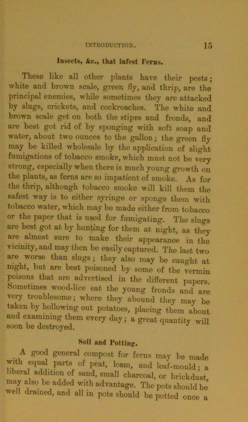 Insects, &c., that infest Ferns. These like all other plants have their pests; white and brown scale, green fly, and thrip, are the principal enemies, while sometimes they are attacked by slugs, crickets, and cockroaches. The white and brown scale get on both the stipes and fronds, and are best got rid of by sponging with soft soap and water, about two ounces to the gallon; the green fly may be killed wholesale by the application of slight fumigations of tobacco smoke, which must not be very strong, especially when there is much young growth on the plants, as ferns are so impatient of smoke. As for the thrip, although tobacco smoke will kill them the safest way is to either syringe or sponge them with tobacco water, which may be made either from tobacco or the paper that is used for fumigating. The slugs are best got at by hunting for them at night, as they are almost sure to make their appearance in the vicinity, and may then be easily captured. The last two are worse than slugs; they also may be caught at night, but are best poisoned by some of the vermin poisons that are advertised in the different papers. Sometimes wood-lice eat the young fronds and are very troublesome; where they abound they may be taken by hollowing out potatoes, placing them about and examining them every day; a great quantity will soon be destroyed. Soil and Potting;. A good general compost for ferns may be made with equal parts of peat, loam, and leaf-mould; a liberal addition of sand, small charcoal, or brickdust may also be added with advantage. The pots should be well drained, and all in pots should be potted once a