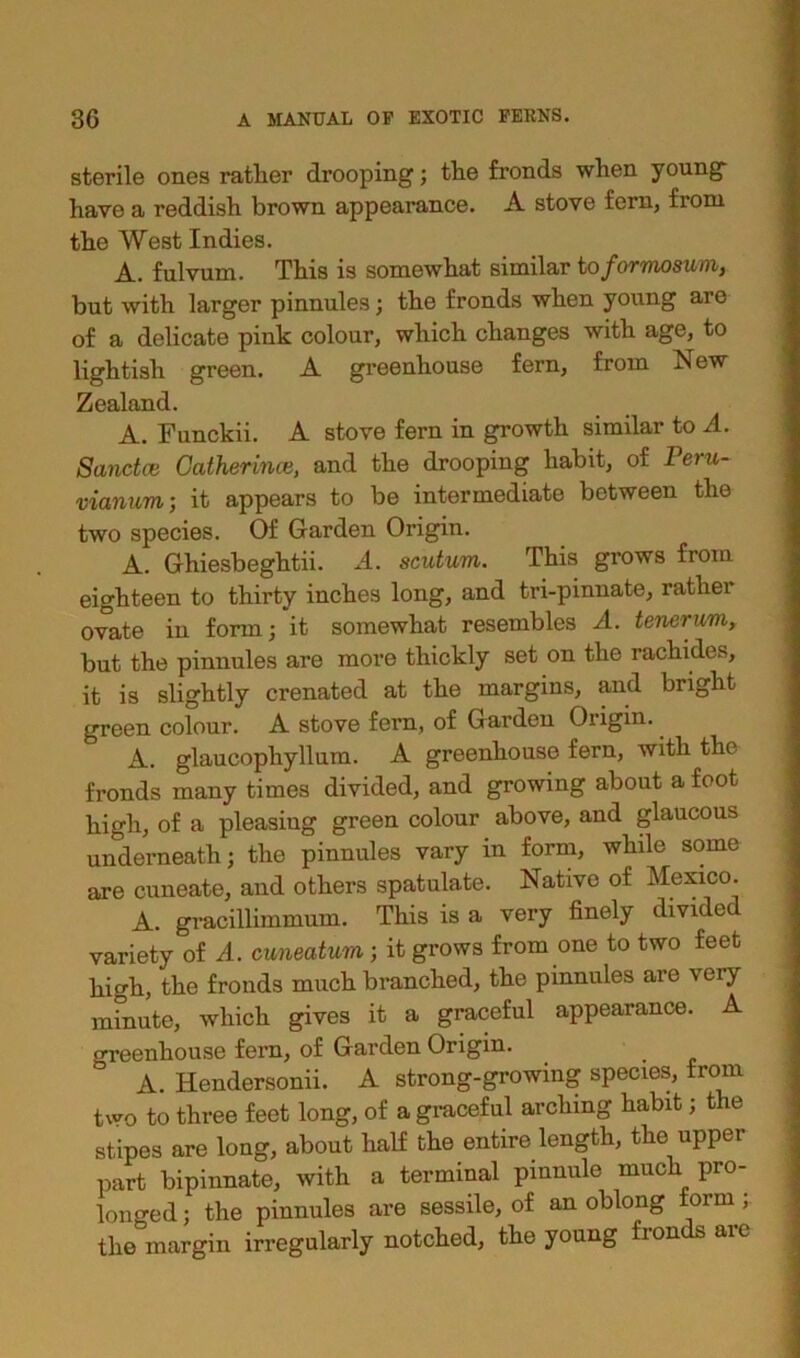 sterile ones rather drooping; the fronds when young have a reddish brown appearance. A stove fern, from the West Indies. A. fulvum. This is somewhat similar to formosum, but with larger pinnules; the fronds when young are of a delicate pink colour, which changes with age, to lightish green. A greenhouse fern, from New Zealand. A. Funckii. A stove fern in growth similar to A. Sanctce Gathering, and the drooping habit, of Peru- vianum; it appears to be intermediate between the two species. Of Garden Origin. A. Ghiesbeghtii. A. scutum. This grows from eighteen to thirty inches long, and tri-pinnate, rather ovate in form; it somewhat resembles A. tenerum, but the pinnules are more thickly set on the rachides, it is slightly crenated at the margins, and bright green colour. A stove fern, of Garden Origin. A. glaucophyllum. A greenhouse fern, with the fronds many times divided, and growing about a foot high, of a pleasing green colour above, and glaucous underneath; the pinnules vary in form, while some are cuneate, and others spatulate. Native of Mexico. A. gracillimmum. This is a very finely divided variety of A. cuneatum; it grows from one to two feet high, the fronds much branched, the pinnules are very minute, which gives it a graceful appearance. A greenhouse fern, of Garden Origin. A. Hendersonii. A strong-growing species, from two to three feet long, of a graceful arching habit; the stipes are long, about half the entire length, the upper part bipinnate, with a terminal pinnule much pro- longed ; the pinnules are sessile, of an oblong form j. the margin irregularly notched, the young fronds arc