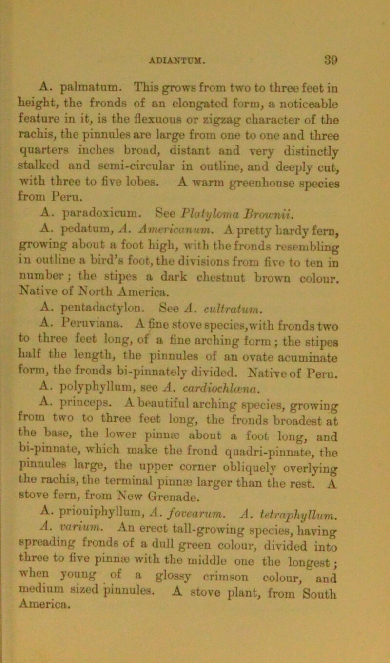 A. palmatum. This gTows from two to three feet in height, the fronds of an elongated form, a noticeable feature in it, is the flexuous or zigzag character of the rachis, the pinnules are large from one to one and three quarters inches broad, distant and very distinctly stalked and semi-circular in outline, and deeply cut, with three to five lobes. A warm greenhouse species from Peru. A. paradoxicum. See PlutyUma Brownii. A. pedatum, A. Americanum. A pretty hardy fern, growing about a foot high, with the fronds resembling in outline a bird’s foot, the divisions from five to ten in number; the stipes a dark chestnut brown colour. Native of North America. A. pentadactylon. See A. cultratum. A. Peruviana. A fine stove species,with fronds two to three feet long, of a fine arching form; the stipes half the length, the pinnules of an ovate acuminate form, the fronds bi-pinnately divided. Native of Peru. A. polyphyllum, see A. cardiochlcena. A. princeps. A beautiful arching species, growing from two to three feet long, the fronds broadest at the base, the lower pinna) about a foot long, and bi-pinnate, which make the frond quadri-pinnate, the pinnules large, the upper corner obliquely overlying the rachis, the terminal pinnm larger than the rest. A Btove fern, from New Grenade. A. prioniphyllum, A. fovearum. A. tetraphyllum. A. varium. An erect tall-growing species, having spreading fronds of a dull green colour, divided into three to five pinnae with the middle one the longest; when young of a glossy crimson colour, and medium sized pinnules. A stove plant, from South America.