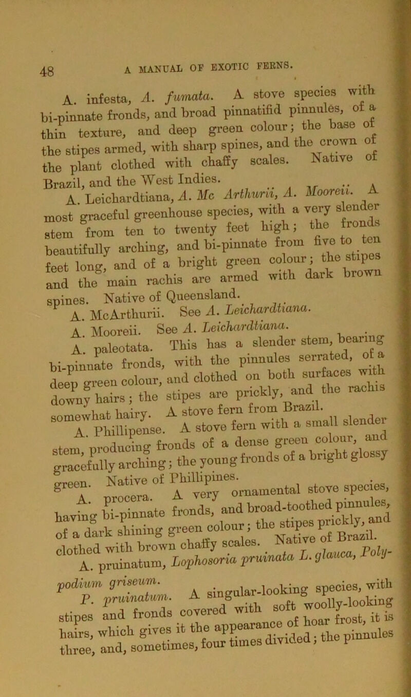 A. infesta, A. fumata. A stove species with bi-pinnate fronds, and broad pinnatifid pinnules, ot a thin texture, and deep green colour ; the base of the stipes armed, with sharp spines, and the crown of the plant clothed with chaffy scales. ISative Brazil, and tlie West Indies. . .. A A. Leichardtiana, A. Me Arthura, A. Mooren. A most graceful greenhouse species, with a very slender Imfrom ten to twenty feet high; the fronds beautifully arching, and bi-pmnate from fiveAote feet long, and of a bright green colour ; the stipes and the main rachis are armed with dark bro spines. Native of Queensland. A. McArthurii. See A. Leichardtiana. A Mooreii. See A. Leichardtiana. A. paleotata. This has a slender stem bearing bi-pinnate fronds, with the pinnules serrated, of a deep <rreen colour, and clothed on both surfaces wit doiny hairs; the stipes are prickly, and the rachis clothed with brown chaify scales. _ a A. pruinatum, Lophosona prmnata L. glauca, J podium grisemn. sin„uiar.looking species, with