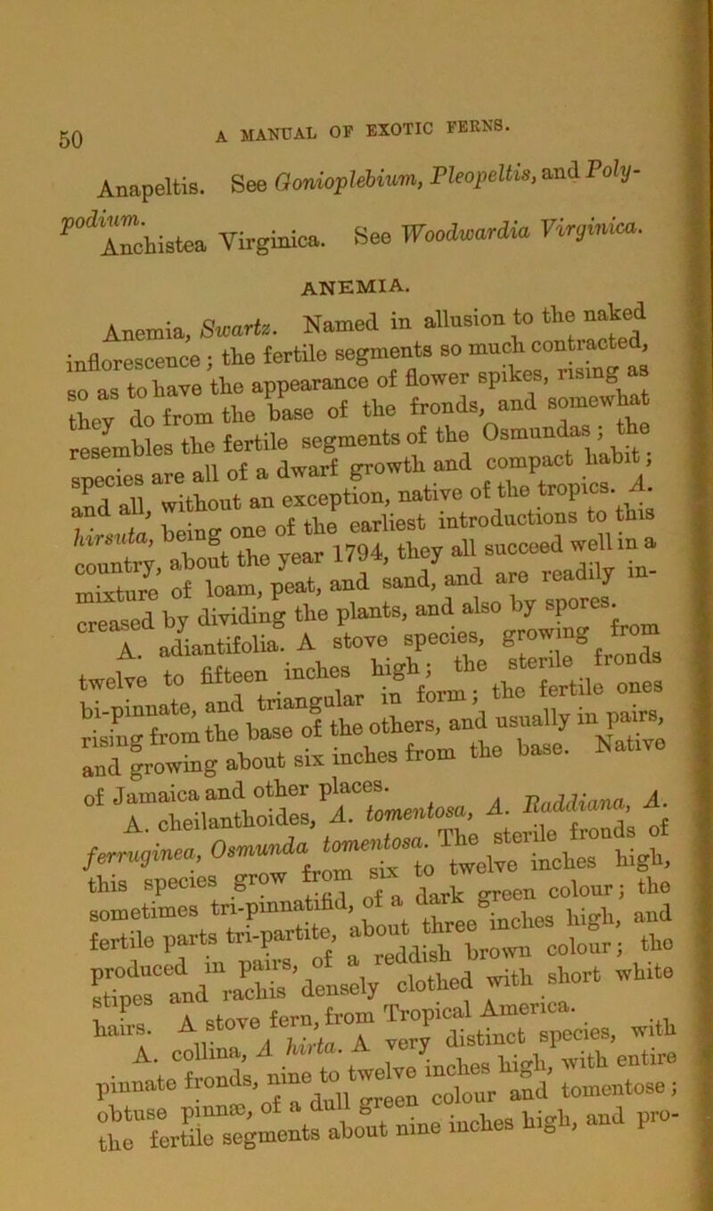 Anapeltis. See Gorrioplebium, Pleopeltis, and Poly- ^iTchistea Virginia*. Sea Woodwardia, Virginia anemia. Anemia, Swartz. Named in allusion to the naked inflorescence; the fertile segments so much contracted, so as to have the appearance of flower spikes, using they do from the base of the fronds, and somewhat resembles the fertile segments of the Osmundas; the species are all of a dwarf growth and compact liabi , aad all, without S. 1  a,so by sporosf A. adiantifolia. A stove species, of Jamaica and other places. Vnddiana A. A. cheilanthoides A. fo;teril’s of f^wginea twelTe inckes high, this species grow from six to coiour. the sometimes tn-pmnatifid, of a ' ; , d fertile parts tri-partite ^^Zr the ^ratdmrS'^i;1^ed with short white lafrs. with ohtuse pinnae, of a dull tore aua the fertile segments about nine inches 0