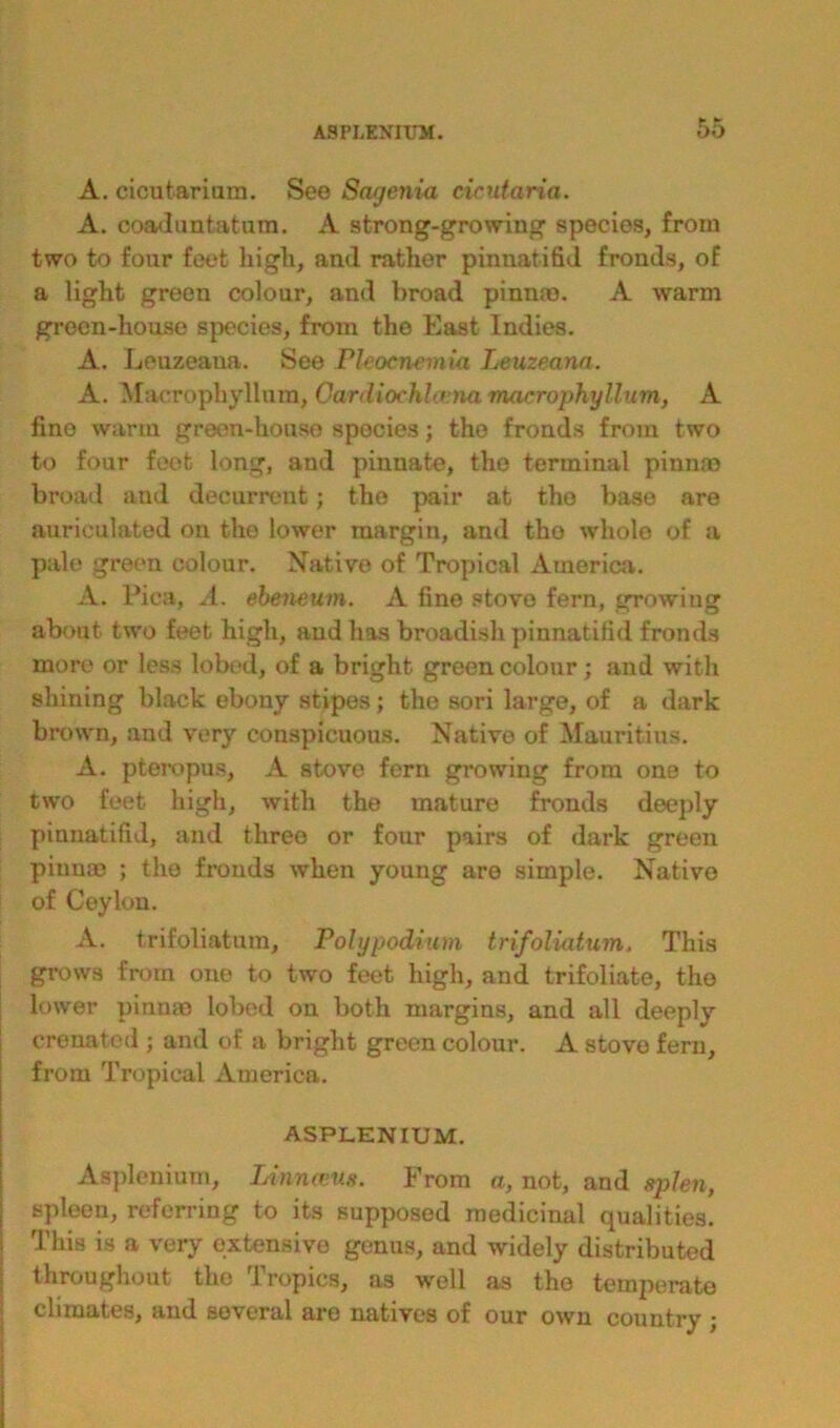 A. cicutarium. See Sagenia cicutaria. A. coaduntatum. A strong-growing1 species, from two to four feet high, and rather pinnatifid fronds, of a light green colour, and broad pinna). A warm green-house species, from the East Indies. A. Leuzeaua. See Pleocnemia Leuzeana. A. Macrophyllum, Cardiochlama macrophyllum, A fine warm green-house species; the fronds from two to four feet long, and pinnate, the terminal pinnae broad and decurrent; the pair at tho base are aurieulated on the lower margin, and tho whole of a pale green colour. Native of Tropical America. A. Pica, A. ebeneum. A fine stove fern, growing about two feet high, and has broadish pinnatifid fronds more or less lobed, of a bright green colour; and with shining black ebony stipes; the sori large, of a dark brown, and very conspicuous. Native of Mauritius. A. pteropus, A stove fern growing from one to two feet high, with the mature fronds deeply pinnatifid, and three or four pairs of dark green pinnae ; tho fronds when young are simple. Native of Ceylon. A. trifoliatum. Polypodium trifoliatum. This grows from one to two feet high, and trifoliate, the lower pinnae lobed on both margins, and all deeply crenated ; and of a bright green colour. A stove fern, from Tropical America. ASPLENIUM. Asplenium, Linnmis. From «, not, and splen, spleen, referring to its supposed medicinal qualities. This is a very extensive genus, and widely distributed throughout the Tropics, as well as the temperate climates, and several are natives of our own country ;