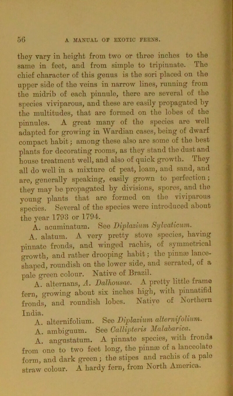 they vary in height from two or three inches to the same in feet, and from simple to tripinuate. The chief character of this genus is the sori placed on the upper side of the veins in narrow lines, running from the midrib of each pinnule, there are several of the species viviparous, and these are easily propagated by the multitudes, that are formed on the lobes of the pinnules. A great many of the species are well adapted for growing in Wardian cases, being of dwarf compact habit; among these also are some of the best plants for decorating rooms, as they stand the dust and house treatment well, and also of quick growth. They all do well in a mixture of peat, loam, aud sand, and are, generally speaking, easily grown to perfection; they may be propagated by divisions, spores, and the young plants that are formed on the viviparous species. Several of the species were introduced about the year 1793 or 1794. A. acuminatum. See Diplazinm Sylvaticum. A. alatum. A very pretty stove species, having pinnate fronds, and winged rachis, of symmetrical growth, and rather drooping habit; the pinnae lance- shaped, roundish on the lower side, aud serrated, of a pale green colour, hsative of Brazil. A. alternans, A. Dalhousae. A pretty little frame fern, growing about six inches high, with pmnatifid fronds, and roundish lobes. Native of Northern India. # A. alternifolium. See Diplazium aUemifoimvi. A. ambiguum. See Calliptcvis j\£alabarica. A. angustatum. A pinnate species, with fronds from one to two feet long, the pinmc of a lanceolate form, and dark green; the stipes and rachis of a pale straw colour. A hardy fern, from North America.