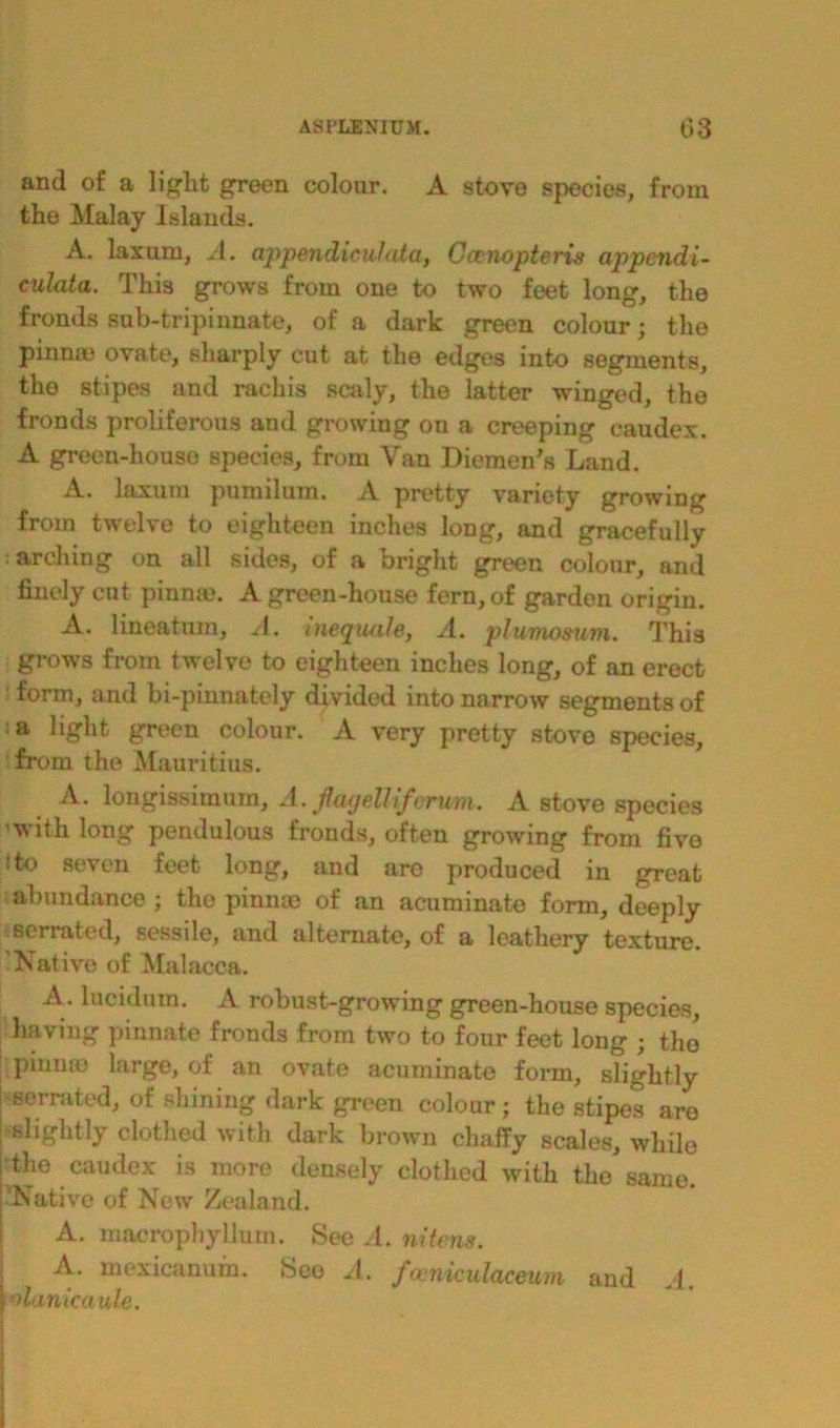 and of a light green colour. A stove species, from the Malay Islands. A. laxuru, A. appendicuhita, Gccnopteris appcndi- culata. This grows from one to two feet long, the fronds sub-tripinnate, of a dark green colour; the piunin ovate, sharply cut at the edges into segments, the stipes and rachis scaly, the latter winged, the fronds proliferous and growing on a creeping caudex. A green-house species, from Van Diemen’s Land. A. laxum pumilum. A pretty variety growing from twelve to eighteen inches long, and gracefully : arching on all sides, of a bright green colour, and finely cut pinna). A green-house fern, of garden origin. A. lineatum, A. meqiuile, A. plumosum. This grows from twelve to eighteen inches long, of an erect form, and bi-pinnately divided into narrow segments of a light green colour. A very pretty stove species, from the Mauritius. A. longissimum, A. Jlagelhferum. A stove species 'with long pendulous fronds, often growing from five !t° seven feet long, and are produced in great abundance; the pinnm of an acuminate form, deeply serrated, sessile, and alternate, of a leathery texture. ’Native of Malacca. A. luciduin. A robust-growing green-house species, having pinnate fronds from two to four feet long ; the pmme large, of an ovate acuminate form, slightly | serrated, of shining dark green colour; the stipes aro | H%ktly clothed with dark brown chaffy scales, while the caudex is more densely clothed with the same. 'Native of New Zealand. A. macropliylJmn. Bee A. nitons. 1 A. mexicanum. See A. fceniculaceum and A. | olanicaule.