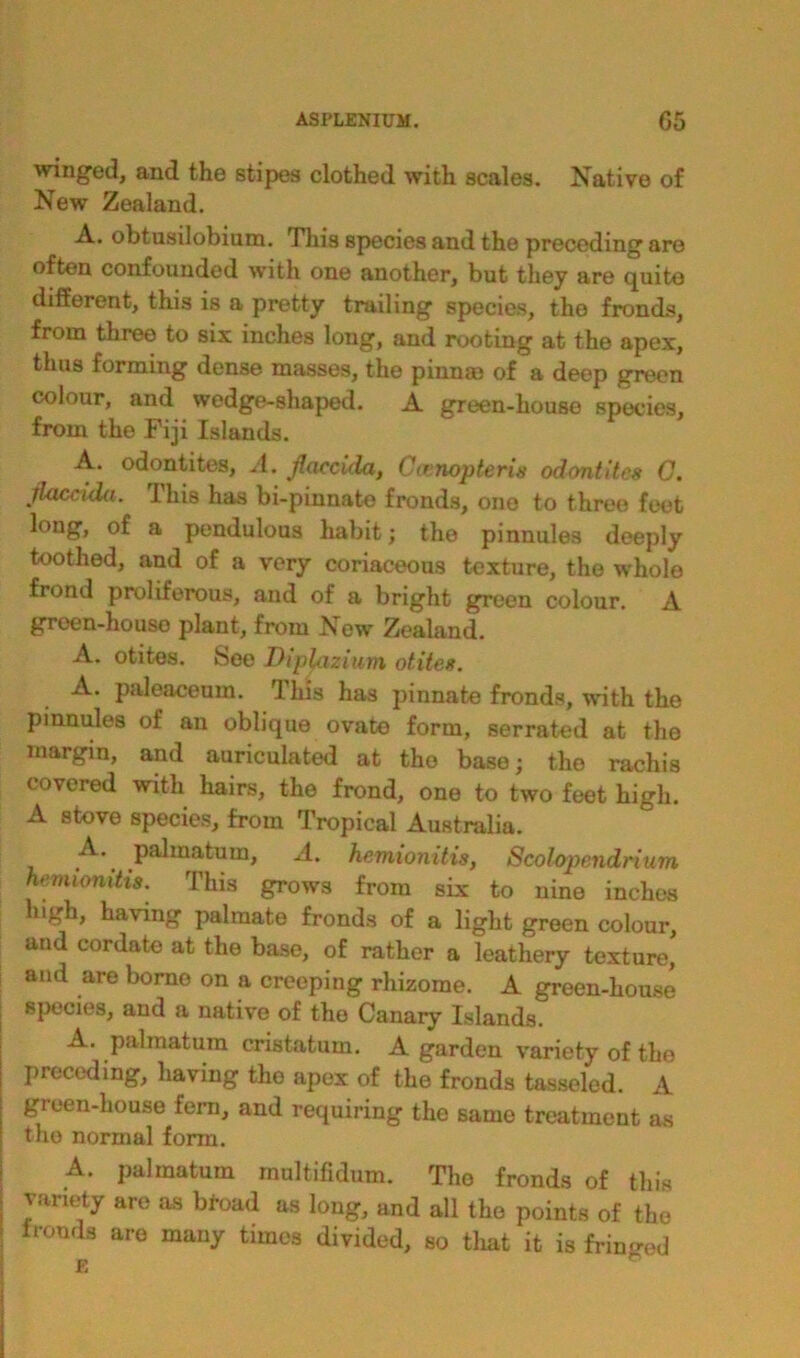 winged, and the stipes clothed with scales. Native of New Zealand. A. obtusilobium. This species and the preceding are often confounded with one another, but they are quite different, this is a pretty trailing species, the fronds, from three to six inches long, and rooting at the apex, thus forming dense masses, the pinna) of a deep green colour, and wedge-shaped. A green-house species, from the Fiji Islands. A. odontites, A. jiaccula, Ccenopteris odontites 0. flaccida. This has bi-pinnate fronds, one to three feet long, of a pendulous habit; the pinnules deeply toothed, and of a very coriaceous texture, the whole frond proliferous, and of a bright green colour. A groen-house plant, from New Zealand. A. otites. See Diplaziurn otites. A. paleaceum. This has pinnate fronds, with the pinnules of an oblique ovate form, serrated at the margin, and auriculated at the base; the rachis covered with hairs, the frond, one to two feet high. A stove species, from Tropical Australia. A. palmatum, A. hemionitis, Scolopendrium hemionitis. This grows from six to nine inches high, having palmate fronds of a light green colour, and cordate at the base, of rather a leathery texture, and are borno on a creeping rhizome. A green-house species, and a native of tho Canary Islands. A. palmatum cristatum. A garden variety of the preceding, having tho apex of the fronds tasseled. A green-house fern, and requiring the same treatment as the normal form. A. palmatum raultifidum. The fronds of this variety are as broad as long, and all the points of the fronds are many times divided, so that it is fringed