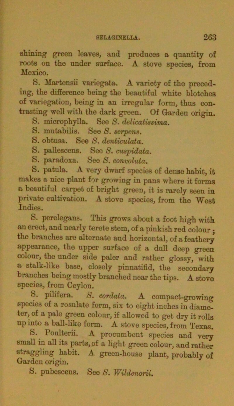 stining green leaves, and produces a quantity of roots on the under surface. A stove species, from Mexico. S. Martensii variegata. A variety of the preced- ing, the difference being the beautiful white blotches of variegation, being in an irregular form, thus con- trasting well with the dark green. Of Garden origin. S. microphylla. See S. delicatmima. S. mutabilis. See S. serpens. S. obtusa. See S. denticulata. S. pallescens. See S. cuspidata. S. paradoxa. See S. convoluta. S. patula. A very dwarf species of dense habit, it makes a nice plant for growing in pans where it forms a beautiful carpet of bright green, it is rarely seen in private cultivation. A stove species, from the West Indies. S. perelegans. This grows about a foot high with an erect, and nearly terete stem, of a pinkish red colour ; the branches are alternate and horizontal, of a feathery appearance, the upper surface of a dull deep green colour, the under side paler and rather glossy, with a stalk-like base, closely pinnatifid, the secondary branches boing mostly branched near the tips. A stove species, from Ceylon. pilifera. 8. cordata. A compact-growing species of a rosulate form, six to eight inches in diame- ter, of a pale green colour, if allowed to get dry it rolls up into a ball-like form. A stove species, from Texas. &>. Poulterii. A procumbent species and very small in all its parts, of a light green colour, and rather straggling habit. A green-house plant, probably of Garden origin. S. pubescens. See 8. Wildenorii.