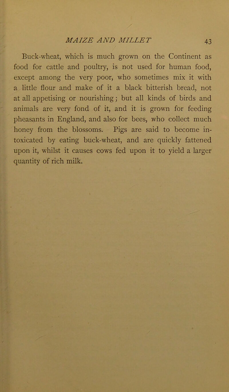 Buck-wheat, which is much grown on the Continent as food for cattle and poultry, is not used for human food, except among the very poor, who sometimes mix it with a little flour and make of it a black bitterish bread, not at all appetising or nourishing; but all kinds of birds and animals are very fond of it, and it is grown for feeding pheasants in England, and also for bees, who collect much honey from the blossoms. Pigs are said to become in- toxicated by eating buck-wheat, and are quickly fattened upon it, whilst it causes cows fed upon it to yield a larger quantity of rich milk.