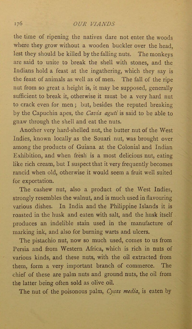 the time of ripening the natives dare not enter the woods where they grow without a wooden buckler over the head, lest they should be killed by the falling nuts. The monkeys are said to unite to break the shell with stones, and the Indians hold a feast at the ingathering, which they say is the feast of animals as well as of men. The fall of the ripe nut from so great a height is, it may be supposed, generally sufficient to break it, otherwise it must be a very hard nut to crack even for men; but, besides the reputed breaking by the Capuchin apes, the Cavia aguti is said to be able to gnaw through the shell and eat the nuts. Another very hard-shelled nut, the butter nut of the West Indies, known locally as the Souari nut, was brought over among the products of Guiana at the Colonial and Indian Exhibition, and when fresh is a most delicious nut, eating like rich cream, but I suspect that it very frequently becomes rancid when old, otherwise it would seem a fruit well suited for exportation. The cashew nut, also a product of the West Indies, strongly resembles the walnut, and is much used in flavouring various dishes. In India and the Philippine Islands it is roasted in the husk and eaten with salt, and the husk itself produces an indelible stain used in the manufacture of marking ink, and also for burning warts and ulcers. The pistachio nut, now so much used, comes to us from Persia and from Western Africa, which is rich in nuts of various kinds, and these nuts, with the oil extracted from them, form a very important branch of commerce. The chief of these are palm nuts and ground nuts, the oil from the latter being often sold as olive oil. The nut of the poisonous palm, Cycas media, is eaten by