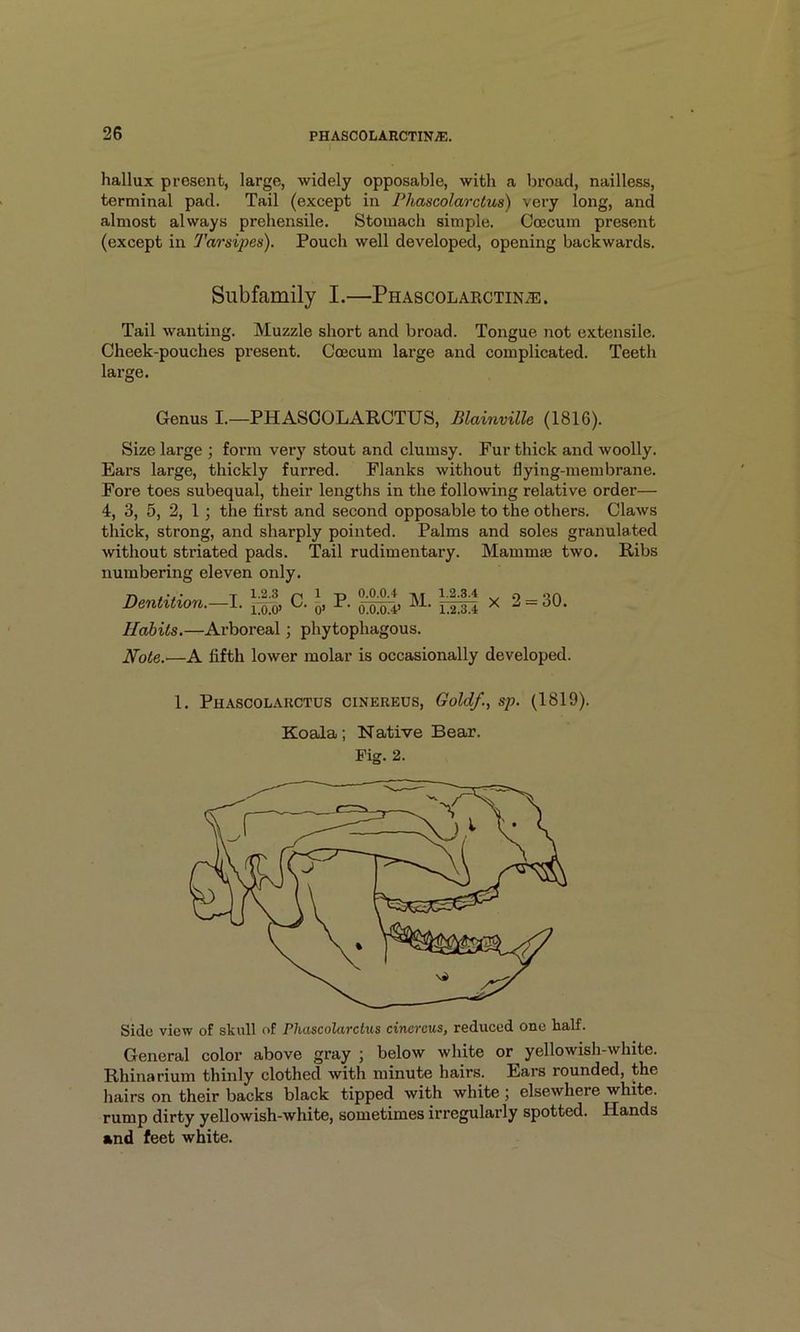 hallux present, large, widely opposable, with a broad, nailless, terminal pad. Tail (except in Phascolarctus) very long, and almost always prehensile. Stomach simple. Ccecum present (except in Tarsij}es). Pouch well developed, opening backwards. Subfamily I.—PHAscoLARCTiNi®. Tail wanting. Muzzle short and broad. Tongue not extensile. Cheek-pouches present. Coccum large and complicated. Teeth large. Genus I.—PHASCOLARCTUS, Blainville (1816). Size large ; form very stout and clumsy. Fur thick and woolly. Ears large, thickly furred. Flanks without flying-membrane. Fore toes subequal, their lengths in the following relative order— 4, 3, 5, 2, 1 ; the first and second opposable to the others. Claws thick, strong, and sharply pointed. Palms and soles granulated without striated pads. Tail rudimentary. Mamma3 two. Ribs numbering eleven only. Dentition.—I, n2.3 i.o.b> C. i, P 0’ 0.0.0.4 0.0.0.4’ M. 1.2.3.4 1.2.3.4 X :30. Habits.—Arboreal; phytophagous. Hote.—A fifth lower molar is occasionally developed. 1. Phascolarctus cinereus. Gold/., sp. (1819). Koala; Native Beaar. Fig. 2. Side view of skull of Phascolarctus cinereus, reduced one half. General color above gray ; below white or yellowish-white. Rhinarium thinly clothed with minute hairs. Ears rounded, the hairs on their backs black tipped with white; elsewhere white, rump dirty yellowish-white, sometimes irregularly spotted. Hands and feet white.