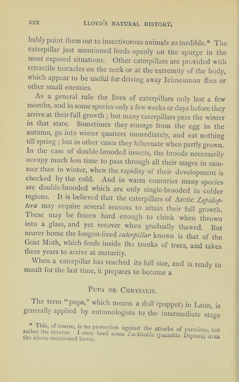 bably point them out to insectivorous animals as inedible.* The cateipillar just mentioned feeds openly on the spurge in the most exposed situations. Other caterpillars are provided with retractile tentacles on the neck or at the extremity of the body, which appear to be useful for driving away Ichneumon flies or other small enemies. As a general rule the lives of caterpillars only last a few months, and in some species only a few weeks or days before they aiiiveat their full growth; but many caterpillars pass the winter in that state. Sometimes they emerge from the egg in the autumn, go into winter quarters immediately, and eat nothing till spring ; but in other cases they hibernate when partly grown. In the case of double-brooded insects, the broods necessarily occupy much less time to pass through all their stages in sum- mei than in winter, when the rapidity of their development is checked by the cold. And in warm countries many species are double-brooded which are only single-brooded in colder regions. It is believed that the caterpillars of Arctic Lepidop- tera may require several seasons to attain their full growth. These may be frozen hard enough to chink when thrown into a glass, and yet recover when gradually thawed. But nearer home the longest-lived catopillar known is that of the Goat Moth, which feeds inside the trunks of trees, and takes three years to arrive at maturity. When a caterpillar has reached its full size, and is ready to moult for the last time, it prepares to become a Pupa or Chrysalis. The term “pupa,” which means a doll fpuppet) in Latin, is generally applied by entomologists to the intermediate sta^e against the attacks of parasites but --