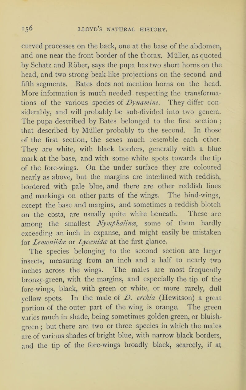 curYcd processes on the back, one at the base of the abdomen, and one near the front border of the tliorax. Miiller, as quoted by Schatz and Rober, says the pupa has two short horns on the head, and two strong beak-like projections on the second and fifth segments. Bates does not mention horns on the head. More information is much needed respecting the transforma- tions of the various species of Dynamine. They differ con- siderably, and will probably be sub-divided into two genera. The pupa described by Bates belonged to the first section ; that described by Muller probably to the second. In those of the first section, the sexes much resemble each other. They are white, with black borders, generally with a blue mark at the base, and with some white spots towards the tip of the fore-wings. On the under surface they are coloured nearly as above, but the margins are interlined with reddish, bordered with pale blue, and there are other reddish lines and markings on other parts of the wings. The hind-wings, except the base and margins, and sometimes a reddish blotch on the costa, are usually quite white beneath. These are among the smallest Nymphalina, some of them hardly exceeding an inch in expanse, and might easily be mistaken for Lemoniidce or Lyccenidce at the first glance. The species belonging to the second section are larger insects, measuring from an inch and a half to nearly two inches across the wings. The males are most frequently bronzy-green, with the margins, and especially the tip of the fore-wings, black, with green or white, or more rarely, dull yellow spots. In the male of D. erchia (Hewitson) a great portion of the outer part of the wing is orange. The green varies much in shade, being sometimes golden-green, or bluish- green ; but there are two or three species in which the males are of various shades of bright blue, with narrow black borders, and the tip of the fore-wings broadly black, scarcely, if at