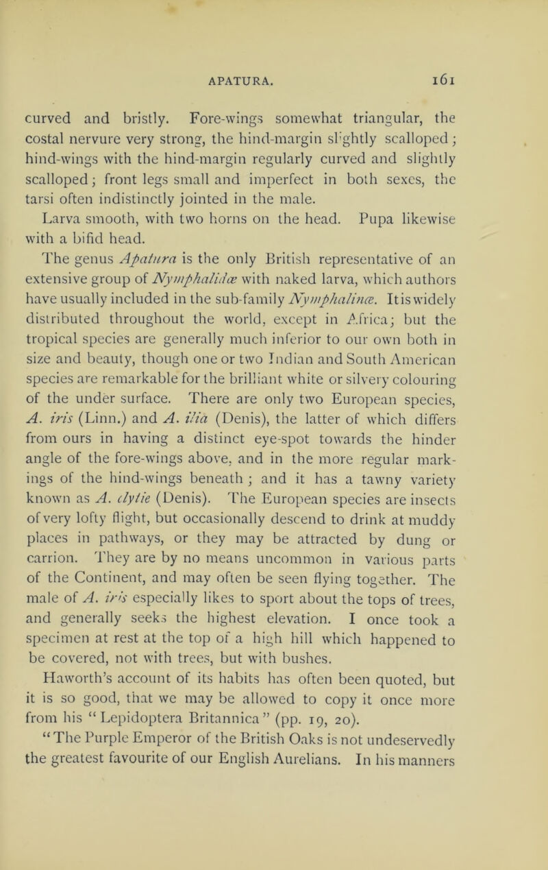 curved and bristly. Fore-wings somewhat triangular, the costal nervure very strong, the hind-margin shghtly scalloped; hind-wings with the hind-margin regularly curved and slightly scalloped; front legs small and imperfect in both sexes, the tarsi often indistinctly jointed in the male. Larva smooth, with two horns on the head. Pupa likewise with a bifid head. The genus Apatnra is the only British representative of an extensive group of Nyniphalidce with naked larva, which authors have usually included in the sub-family Nymphalmce. It is widely distributed throughout the world, except in Africa; but the tropical species are generally much inferior to our own both in size and beauty, though one or two Indian and South American species are remarkable for the brilliant white or silvery colouring of the under surface. There are only two European species, A. iris (Linn.) and A. ilia (Denis), the latter of which differs from ours in having a distinct eye-spot towards the hinder angle of the fore-wings above, and in the more regular mark- ings of the hind-wings beneath ; and it has a tawny variety known as A. dytie (Denis). The European species are insects of very lofty flight, but occasionally descend to drink at muddy places in pathways, or they may be attracted by dung or carrion. They are by no means uncommon in various parts of the Continent, and may often be seen flying together. The male of A. in's especially likes to sport about the tops of trees, and generally seeks the highest elevation. I once took a specimen at rest at the top of a high hill which happened to be covered, not with trees, but with bushes. Haworth’s account of its habits has often been quoted, but it is so good, that we may be allowed to copy it once more from his “ Lepidoptera Britannica” (pp. ig, 20). “The Purple Emperor of the British Oaks is not undeservedly the greatest favourite of our English Aurelians. In his manners