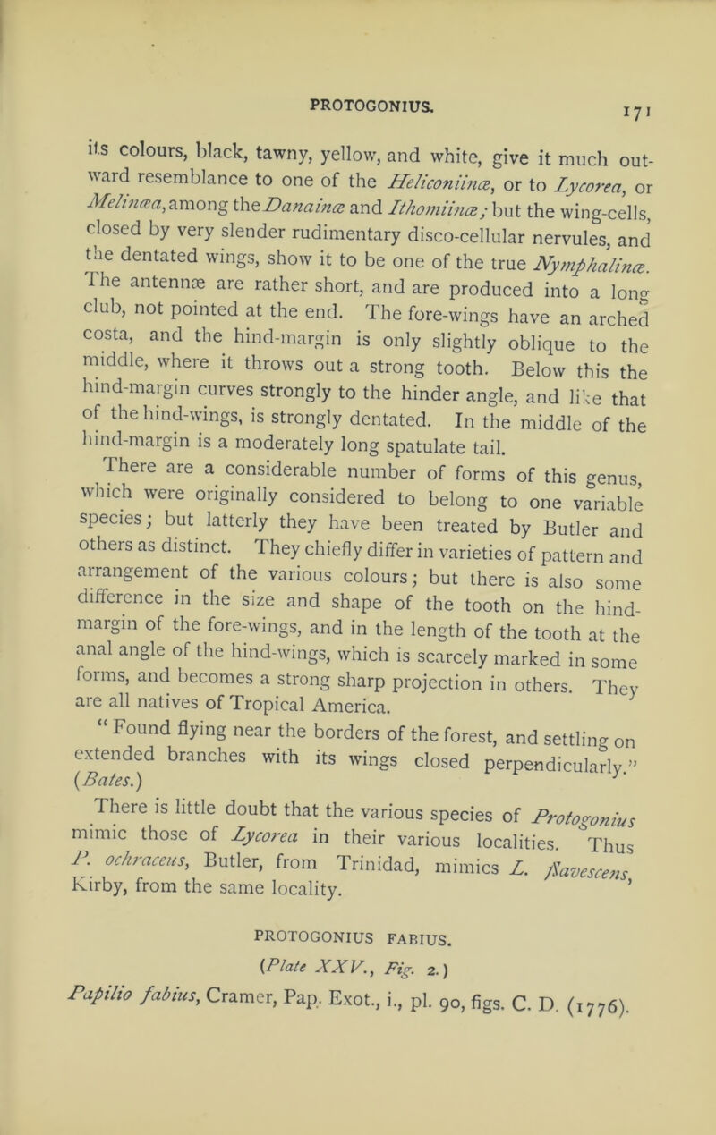 PROTOGONIUS. 171 i).s colours, black, tawny, yellow, and white, give it much out- ward resemblance to one of the Heliconimce, or to Lycorea, or Mehncea.^moxxg iheDanaina and IthomiincB; but the wing-cells, closed by very slender rudimentary disco-cellular nervules, and the dentated wings, show it to be one of the true NymphalincB. The antennte are rather short, and are produced into a Ion club, not pointed at the end. The fore-wings have an arched costa, and the hind-margin is only slightly oblique to the middle, where it throws out a strong tooth. Below this the hind-margin curves strongly to the hinder angle, and lihe that of the hind-wings, is strongly dentated. In the middle of the hind-margin is a moderately long spatulate tail. There are a considerable number of forms of this genus which were originally considered to belong to one variable species; but latterly they have been treated by Butler and others as distinct. They chiefly differ in varieties of pattern and arrangement of the various colours; but there is also some difference in the size and shape of the tooth on the hind- margin of the fore-wings, and in the length of the tooth at the anal angle of the hind-wings, which is scarcely marked in some forms, and becomes a strong sharp projection in others. They are all natives of Tropical America. ' ^ “ Found flying near the borders of the forest, and settling on extended branches with its wings closed perpendicularly” (Bates.) There is little doubt that the various species of Protogonius mimic those of Lycorea in their various localities. Thus P. ochraceus, Butler, from Trinidad, mimics Z. j^avescens Kirby, from the same locality. ’ PROTOGONIUS FABIUS. {.Plate AAF., Fig. 2.) Papilio fabius, Cramer, Pap, Exot., i., pi. 90, figs. C. D. (1776).