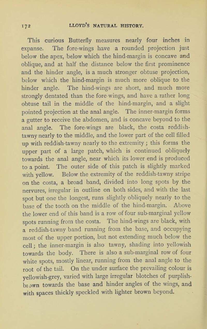 This curious Butterfly measures nearly four inches in expanse. The fore-wings have a rounded projection just below the apex, below which the hind-margin is concave and oblique, and at half the distance below the first prominence and the hinder angle, is a much stronger obtuse projection, below which the hind-margin is much more oblique to the hinder angle. The hind-wings are short, and much more strongly dentated than the fore-wings, and have a rather long obtuse tail in the middle of the hind-margin, and a slight pointed projection at the anal angle. The inner-margin forms a gutter to receive the abdomen, and is concave beyond to the anal angle. The fore-wings are black, the costa reddish- tawny nearly to the middle, and the lower part of the cell filled up with reddish-tawny nearly to the extremity ; this forms the upper part of a large patch, which is continued obliquely towards the anal angle, near which its lower end is produced to a point. The outer side of this patch is slightly marked with yellow. Below the extremity of the reddish-tawny stripe on the costa, a broad band, divided into long spots by the nervures, irregular in outline on both sides, and with the last spot but one the longest, runs slightly obliquely nearly to the base of the tooth on the middle of the hind-margin. Above the lower end of this band is a row of four sub-marginal yellow spots running from the costa. The hind-wings are black, with a reddish-tawny band running from the base, and occupying most of the upper portion, but not extending much below the cell; the inner-margin is also tawny, shading into yellowish towards the body. There is also a sub-marginal row of four white spots, mostly linear, running from the anal angle to the root of the tail. On the under surface the prevailing colour is yellowish-grey, varied with large irregular blotches of purplish- biown towards the base and hinder angles of the wings, and with spaces thickly speckled with lighter brown beyond.