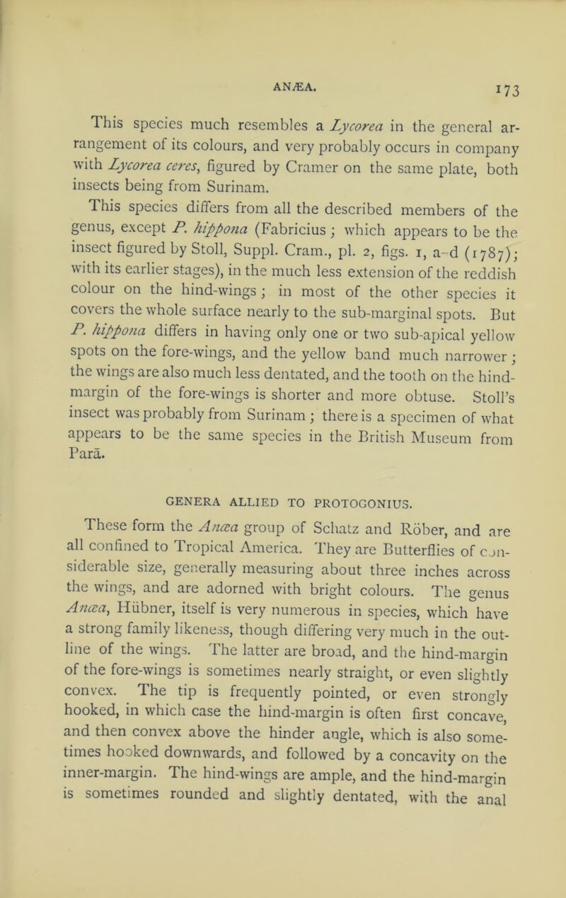 ANiEA. This species much resembles a Lycorea in the general ar- rangement of its colours, and very probably occurs in company with Lycorea ceres, figured by Cramer on the same plate, both insects being from Surinam. This species differs from all the described members of the genus, except P. hippo7ia (Fabricius ; which appears to be the insect figured by Stoll, Suppl. Cram., pi. 2, figs, i, a-d (1787); with its earlier stages), in the much less extension of the reddish colour on the hind-wings; in most of the other species it covers the whole surface nearly to the sub-marginal spots. But P. hippo?ia differs in having only one or two sub-apical yellow spots on the fore-wings, and the yellow band much narrower j the wings are also much less dentated, and the tooth on the hind- margin of the fore-wings is shorter and more obtuse. Stoll’s insect was probably from Surinam ; there is a specimen of what appears to be the same species in the British Museum from Para. GENERA ALLIED TO PROTOGONIUS. These form the Aiicca group of Schatz and Rober, and are all confined to Tropical America. They are Butterflies of con- siderable size, generally measuring about three inches across the wings, and are adorned with bright colours. The genus Ancsa, Hiibner, itself is very numerous in species, which have a strong family likeness, though differing very much in the out- line of the wings. The latter are broad, and the hind-margin of the fore-wings is sometimes nearly straight, or even slightly convex. The tip is frequently pointed, or even strongly hooked, in which case the hind-margin is often first concave and then convex above the hinder angle, which is also some- times hooked downwards, and followed by a concavity on the inner-margin. The hind-wings are ample, and the hind-margin is sometimes rounded and slightly dentated, with the anal