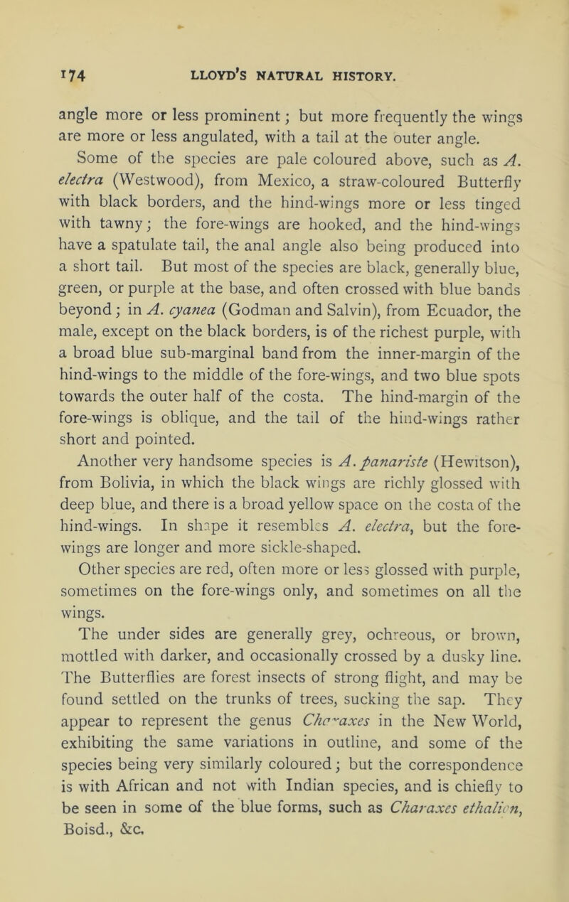 angle more or less prominent; but more frequently the wings are more or less angulated, with a tail at the outer angle. Some of the species are pale coloured above, such as A. electra (Westwood), from Mexico, a straw-coloured Butterfly with black borders, and the hind-wings more or less tinged with tawny; the fore-wings are hooked, and the hind-wings have a spatulate tail, the anal angle also being produced into a short tail. But most of the species are black, generally blue, green, or purple at the base, and often crossed with blue bands beyond; in A. cyanea (Godman and Salvin), from Ecuador, the male, except on the black borders, is of the richest purple, with a broad blue sub-marginal band from the inner-margin of the hind-wings to the middle of the fore-wings, and two blue spots towards the outer half of the costa. The hind-margin of the fore-wings is oblique, and the tail of the hind-wings rather short and pointed. Another very handsome species is A. panariste (Hewitson), from Bolivia, in which the black wings are richly glossed with deep blue, and there is a broad yellow space on the costa of the hind-wings. In shape it resembles A. electra^ but the fore- wings are longer and more sickle-shaped. Other species are red, often more or less glossed with purple, sometimes on the fore-wings only, and sometimes on all the wings. The under sides are generally grey, ochreous, or brown, mottled with darker, and occasionally crossed by a dusky line. The Butterflies are forest insects of strong flight, and may be found settled on the trunks of trees, sucking the sap. They appear to represent the genus Chc^axes in the New World, exhibiting the same variations in outline, and some of the species being very similarly coloured; but the correspondence is with African and not with Indian species, and is chiefly to be seen in some of the blue forms, such as Charaxes ethalicn, Boisd., &C,