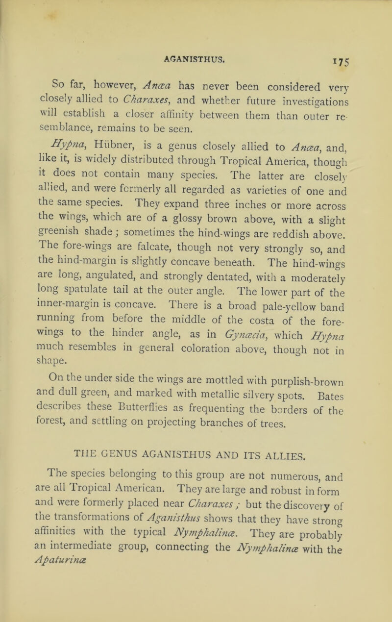 AGANISTHUS. So far, however, Ancsa has never been considered very closely allied to Charaxes, and whether future investigations will establish a closer affinity betw'een them than outer re semblance, remains to be seen. Hypna, Hiibner, is a genus closely allied to Ancea, and, like it, is widely distributed through Tropical America, though it does not contain many species. The latter are closel\' allied, and were formerly all regarded as varieties of one and the same species. They expand three inches or more across the wings, which are of a glossy brown above, with a slight greenish shade; sometimes the hind-wings are reddish above. The fore-wings are falcate, though not very strongly so, and the hind-margin is slightly concave beneath. The hind-wings are long, angulated, and strongly dentated, with a moderately long spatulate tail at the outer angle. The lower part of the inner-margin is concave. There is a broad pale-yellow band running from before the middle of the costa of the fore- wings to the hinder angle, as in Gyncecia, which Hypjia much resembles in general coloration above, though not in shape. On the under side the wings are mottled with purplish-brown and dull green, and marked with metallic silvery spots. Bates describes these Butterflies as frequenting the borders of the forest, and settling on projecting branches of trees. THE GENUS AGANISTHUS AND ITS ALLIES. The species belonging to this group are not numerous, and are all Tropical American. They are large and robust in form and were formerly placed near Charaxes ; but the discovery of the transformations of Aganisihus shows that they have strong affinities with the typical Nymphahnce. They are probably an intermediate group, connecting the Nymphalince with the Apaturinct