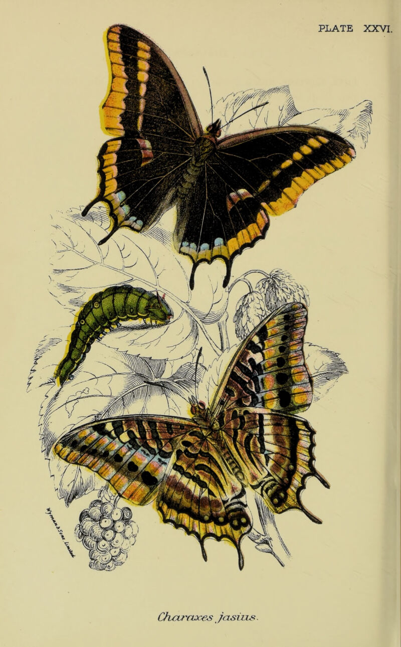 PLATE XXVI. Chxxrnxes, jasius.