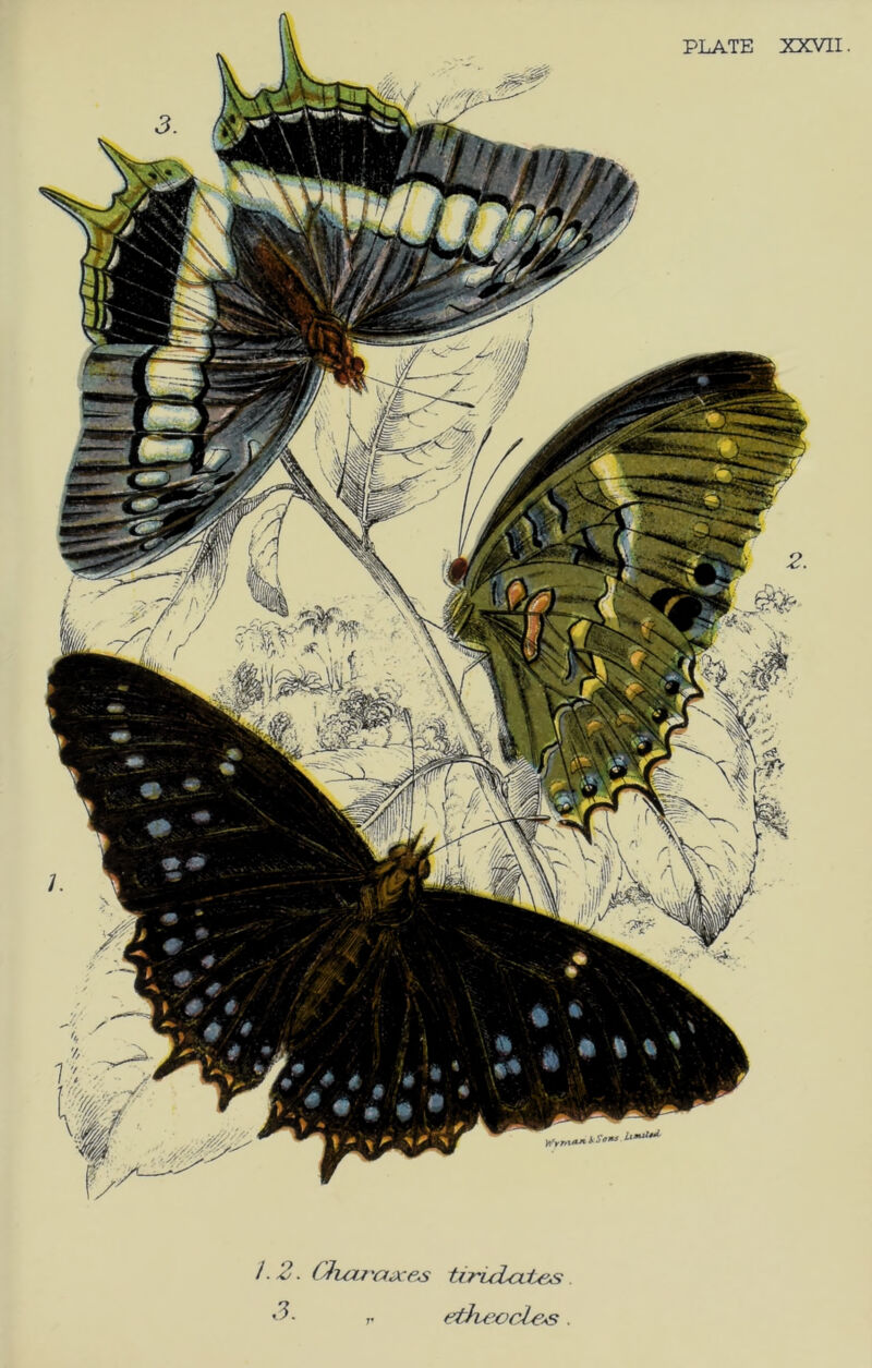 PLATE XXVII. 1.2. Qujj'ojces tiruicLl^ 3. etKeocle^ .