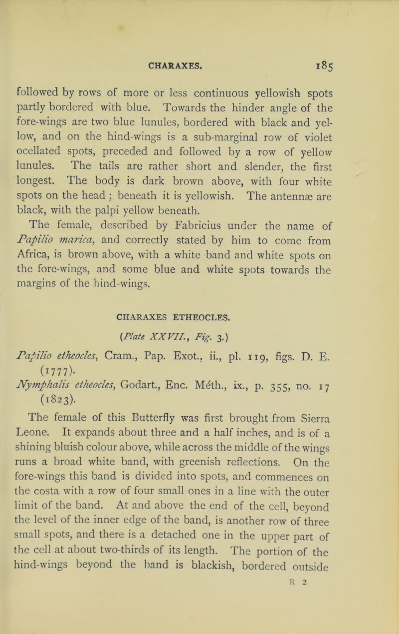 followed by rows of more or less continuous yellowish spots partly bordered with blue. Towards the hinder angle of the fore-wings are two blue lunules, bordered with black and yel- low, and on the hind-wings is a sub-marginal row of violet ocellated spots, preceded and followed by a row of yellow lunules. The tails are rather short and slender, the first longest. The body is dark brown above, with four white spots on the head ; beneath it is yellowish. The antennae are black, with the palpi yellow beneath. The female, described by Fabricius under the name of Papilio marica, and correctly stated by him to come from Africa, is brown above, with a white band and white spots on the fore-wings, and some blue and white spots towards the margins of the hind-wings. CHARAXES ETHEOCLES. (Plate XXVII., Fig. 3.) Papilio etheocks, Cram., Pap. Exot., ii., pi. 119, figs. D. E. (1777)- Nymphalis etheocles, Godart., Enc, Meth., ix., p. 355, no. 17 (1823). The female of this Butterfly was first brought from Sierra Leone. It expands about three and a half inches, and is of a shining bluish colour above, while across the middle of the wings runs a broad white band, with greenish reflections. On the fore-wings this band is divided into spots, and commences on the costa with a row of four small ones in a line with the outer limit of the band. At and above the end of the cell, beyond the level of the inner edge of the band, is another row of three small spots, and there is a detached one in the upper part of the cell at about two-thirds of its length. The portion of the hind-wings beyond the band is blackish, bordered outside R 2
