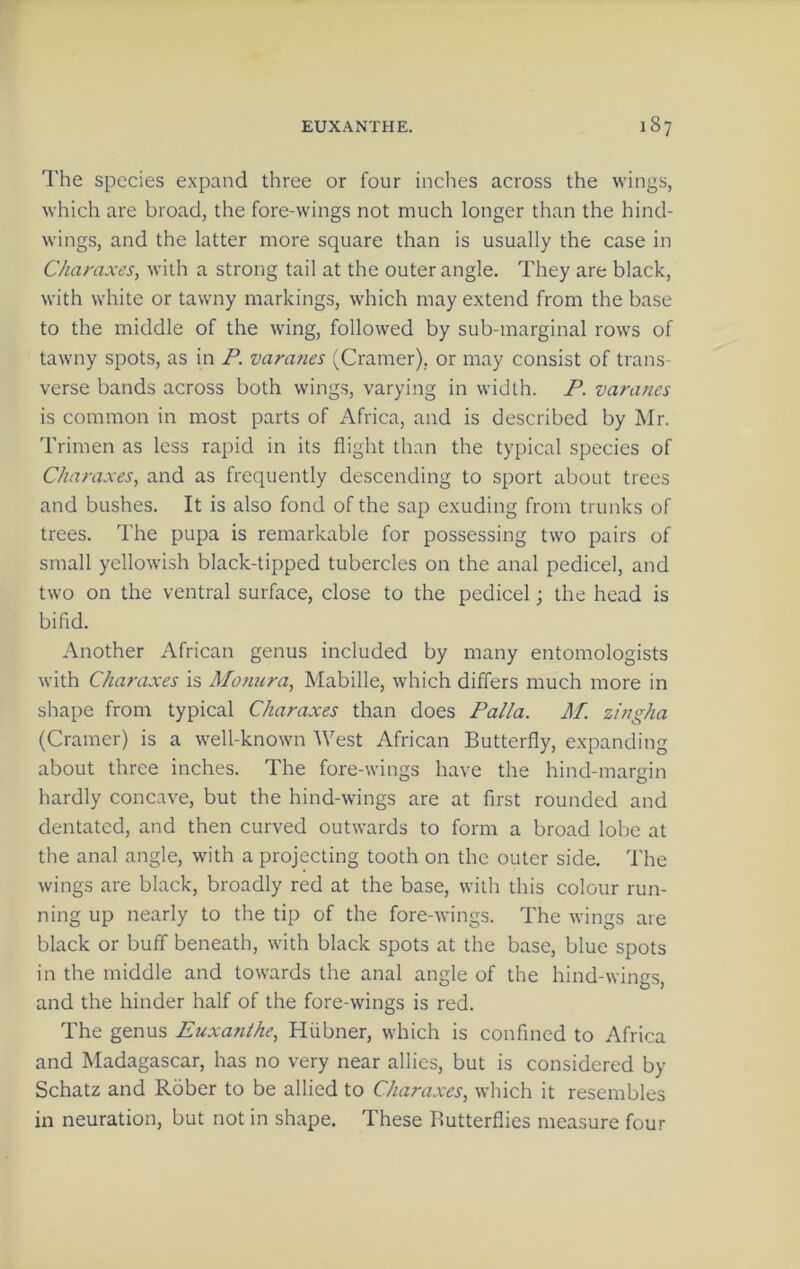 The species expand three or four indies across the wings, which are broad, the fore-wings not much longer than the hind- wings, and the latter more square than is usually the case in Charaxes, with a strong tail at the outer angle. They are black, with white or tawmy markings, wdiich may extend from the base to the middle of the wung, followed by sub-marginal rows of tawny spots, as in P. vamnes (Cramer), or may consist of trans- verse bands across both wings, varying in width. varanes is common in most parts of i\frica, and is described by Mr. Trimen as less rapid in its flight than the typical species of Charaxes, and as frequently descending to sport about trees and bushes. It is also fond of the sap exuding from trunks of trees. The pupa is remarkable for possessing two pairs of small yellowish black-tipped tubercles on the anal pedicel, and two on the ventral surface, close to the pedicel; the head is bifld. Another African genus included by many entomologists with Charaxes is Mo/iura, Mabille, which differs much more in shape from typical Charaxes than does Palla. M. ziijgha (Cramer) is a well-known West African Butterfly, expanding about three inches. The fore-wings have the hind-margin hardly concave, but the hind-wings are at first rounded and dentated, and then curved outwards to form a broad lobe at the anal angle, with a projecting tooth on the outer side. The wings are black, broadly red at the base, with this colour run- ning up nearly to the tip of the fore-wings. The wings are black or buff beneath, with black spots at the base, blue spots in the middle and towards the anal angle of the hind-wings, and the hinder half of the fore-wings is red. The genus Euxafithe, Hiibner, which is confined to Africa and Madagascar, has no very near allies, but is considered by Schatz and Rober to be allied to Charaxes, which it resembles in neuration, but not in shape. These Butterflies measure four