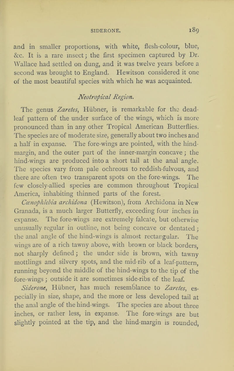and in smaller proportions, with white, flesh-colour, blue, &c. It is a rare insect; the first specimen captured by Dr. ^Vallace had settled on dung, and it was twelve years before a second was brought to England. Hewitson considered it one of the most beautiful species with which he was acquainted. Neotropical Region. The genus Zaretes^ Hiibner, is remarkable for the dead- leaf pattern of the under surface of the wings, which is more pronounced than in any other Tropical American Butterflies, 'fhe species are of moderate size, generally about two inches and a half in expanse. The fore-wings are pointed, with the hind- margin, and the outer part of the inner-margin concave; the hind-wings are produced into a short tail at the anal angle, 'fhe species vary from pale ochreous to reddish-fulvous, and there are often two transparent spots on the fore-wings. I'he few closely-allied species are common throughout Tropical America, inhabiting thinned parts of the forest. Cocnophlebia archido?ia (Hewitson), from Archidona in New Granada, is a much larger Butterfly, exceeding four inches in expanse. The fore-wings are extremely falcate, but otherwise unusually regular in outline, not being concave or dentated ; the anal angle of the hind-wings is almost rectangular. The wings are of a rich tawny above, with brown or black borders, not sharply defined; the under side is brown, with tawny mottlings and silvery spots, and the mid-rib of a leaf-pattern, running beyond the middle of the hind-wings to the tip of the fore-wings ; outside it are sometimes side-ribs of the leaf. Siderone, Hiibner, has much resemblance to Zaretes^ es- pecially in size, shape, and the more or less developed tail at the anal angle of the hind-wings. The species are about three inches, or rather less, in expanse. The fore-wings are but slightly pointed at the tip, and the hind-margin is rounded.